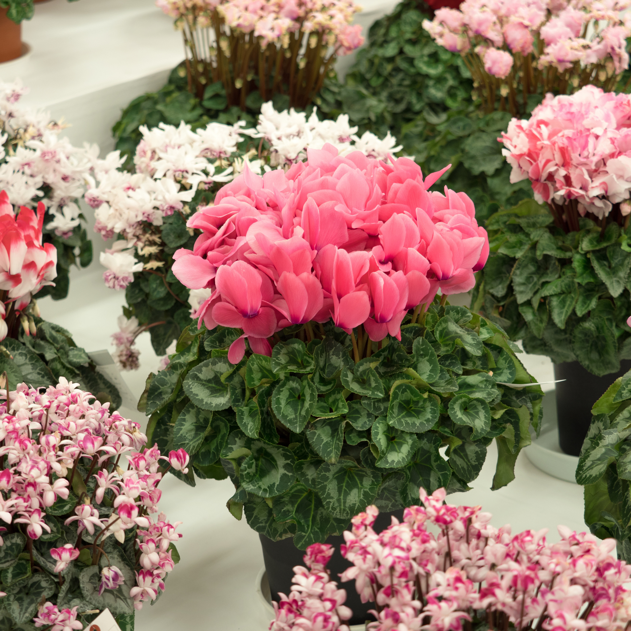 Cyclamen Assorted