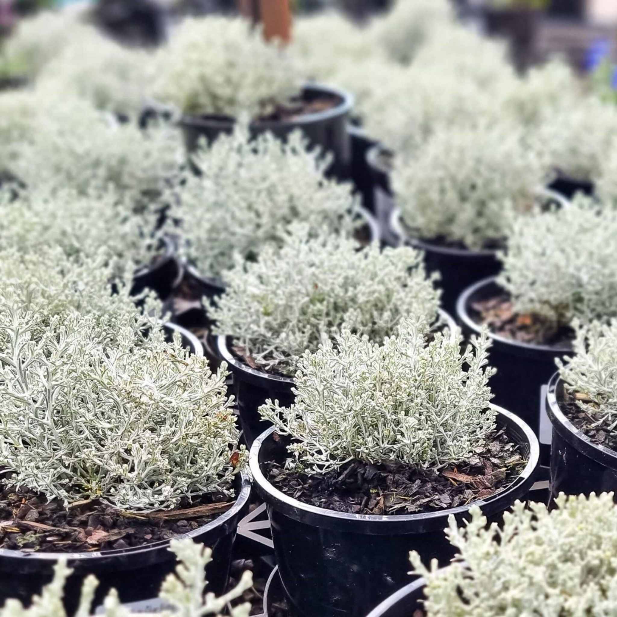 Cushion Bush Sliver Nugget - Leucophyta brownii Silver Nugget