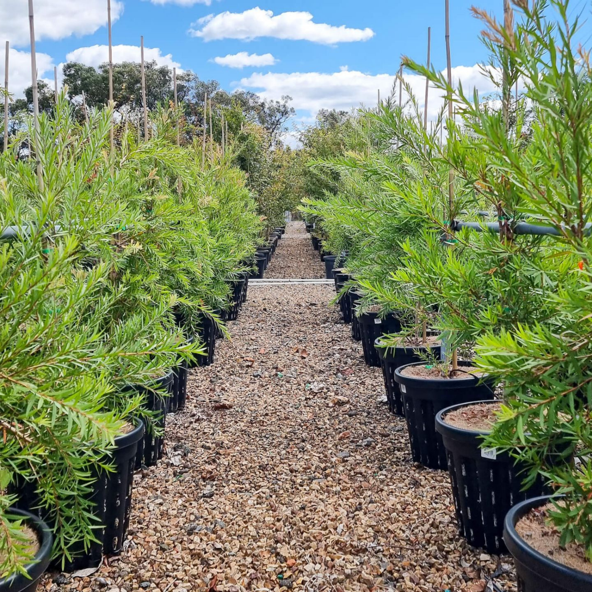 Kings Park Special Bottlebrush - Callistemon hybrida ‘Kings Park Special’