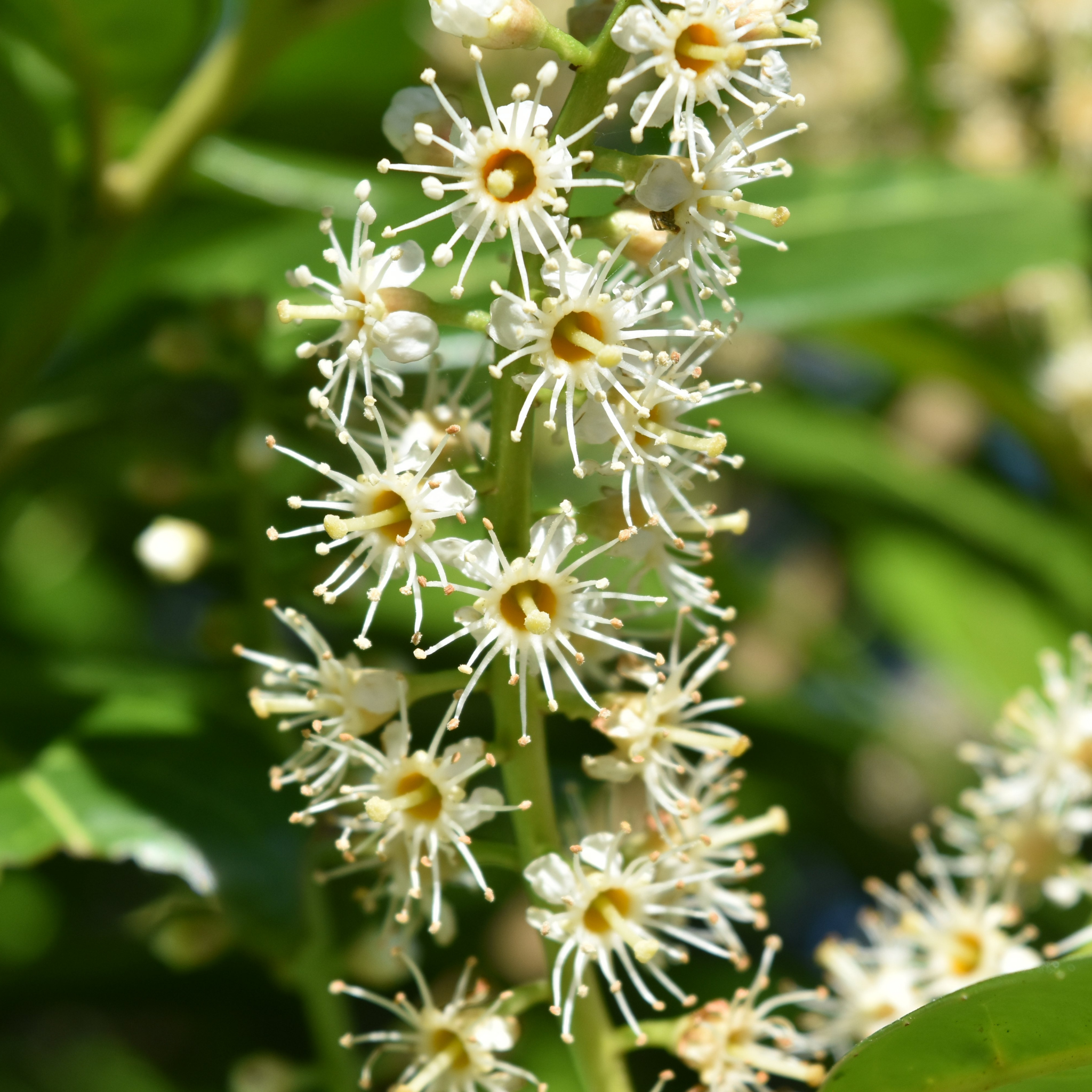 Close-up of white flowers with green leaves in the background