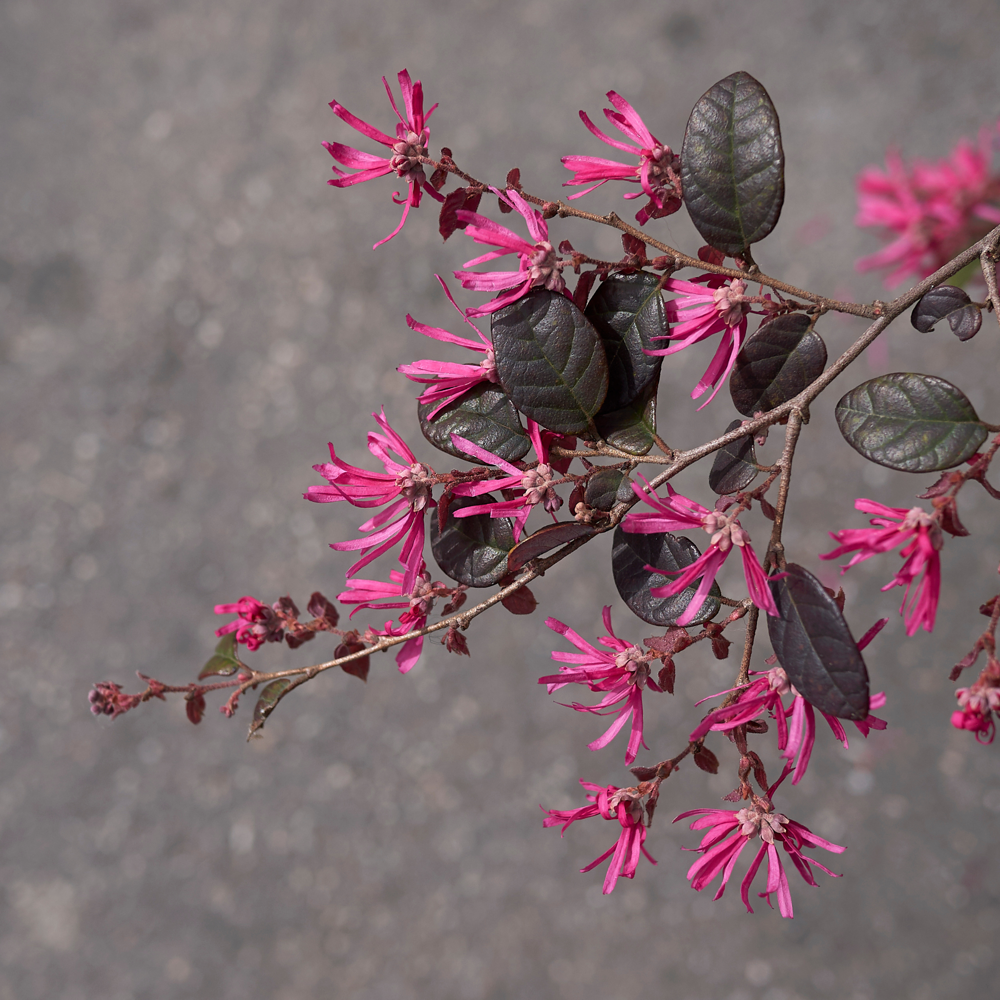 Chinese fringe flower - Loropetalum chinense Plum Gorgeous PBR