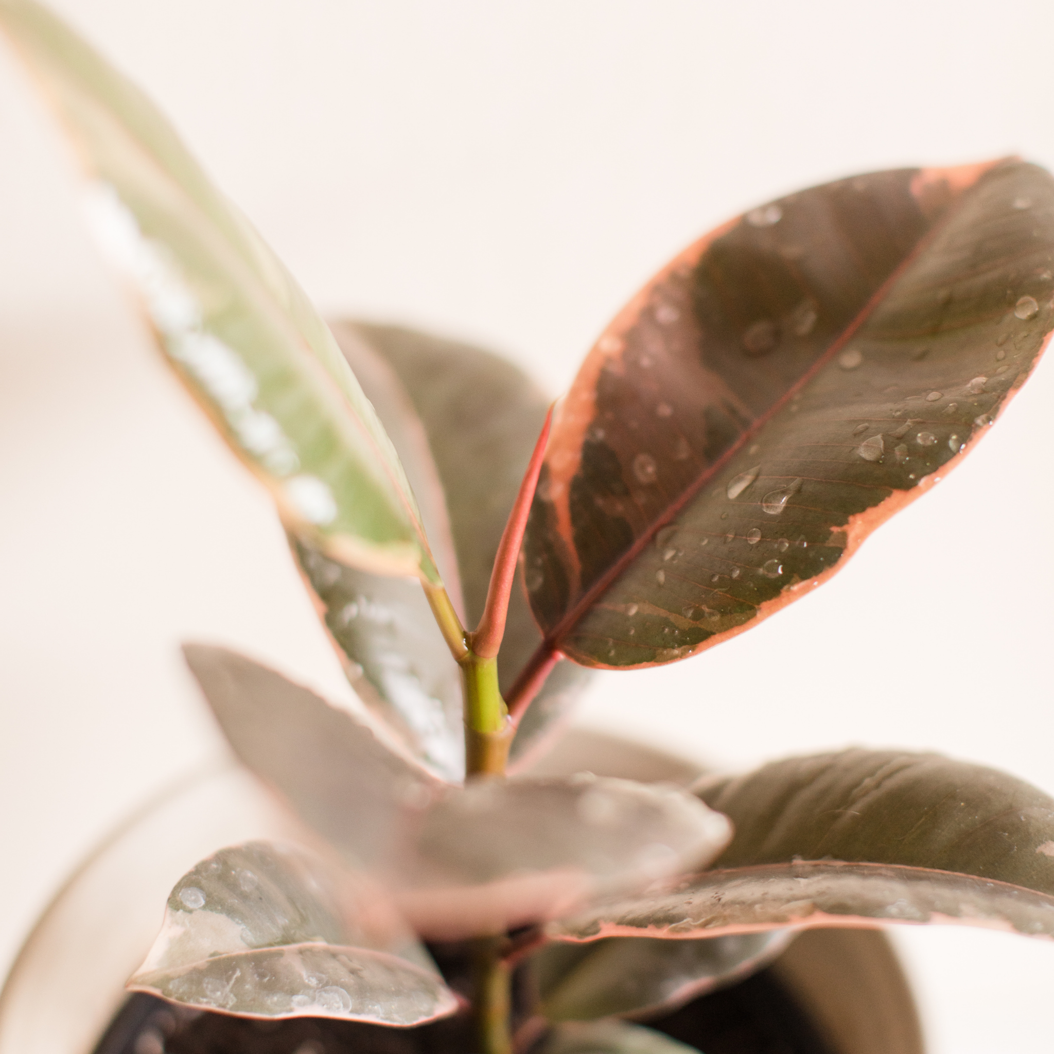 Red Rubber Tree Plant - Ficus elastica Ruby