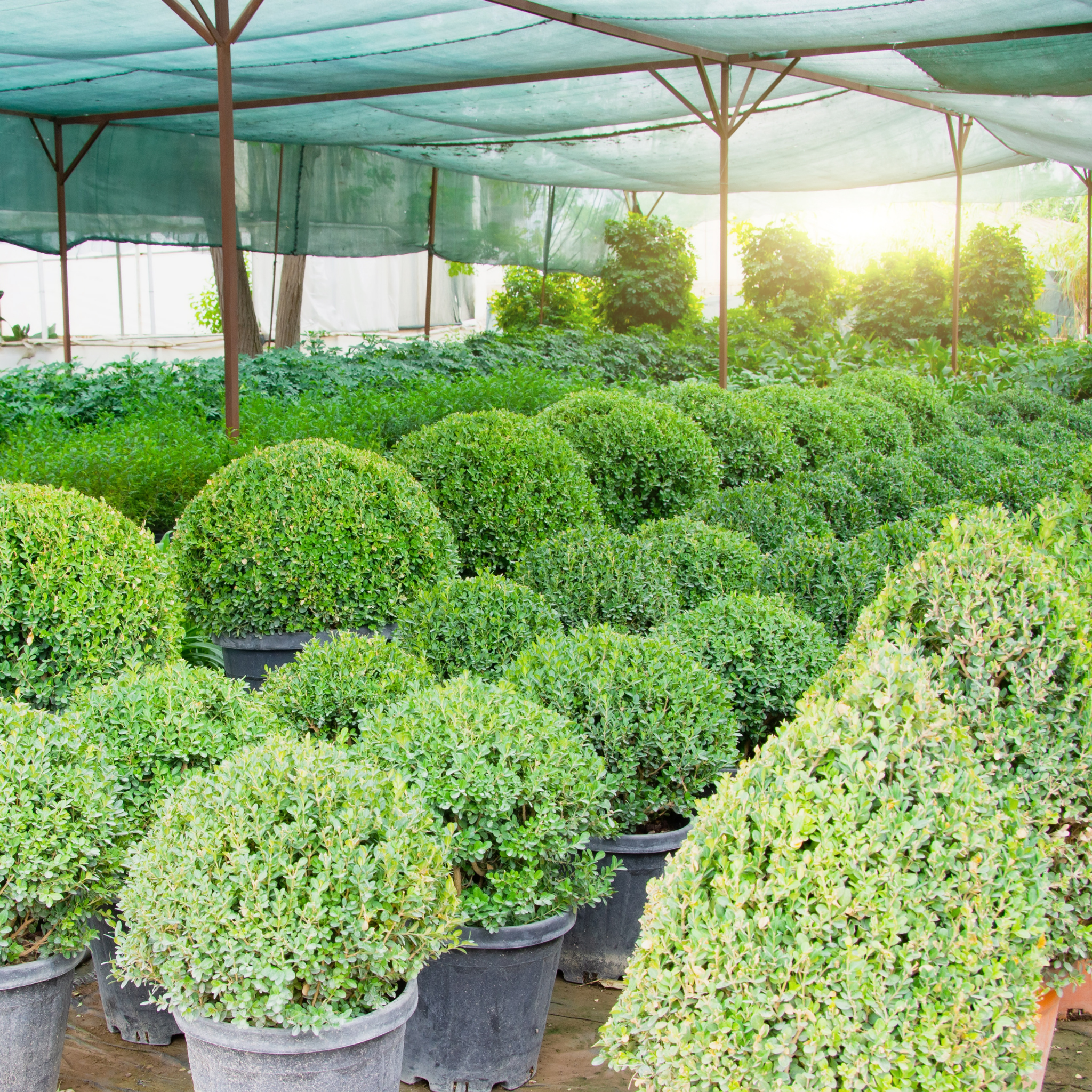 Row of potted shrubs under a green canopy in a greenhouse setting