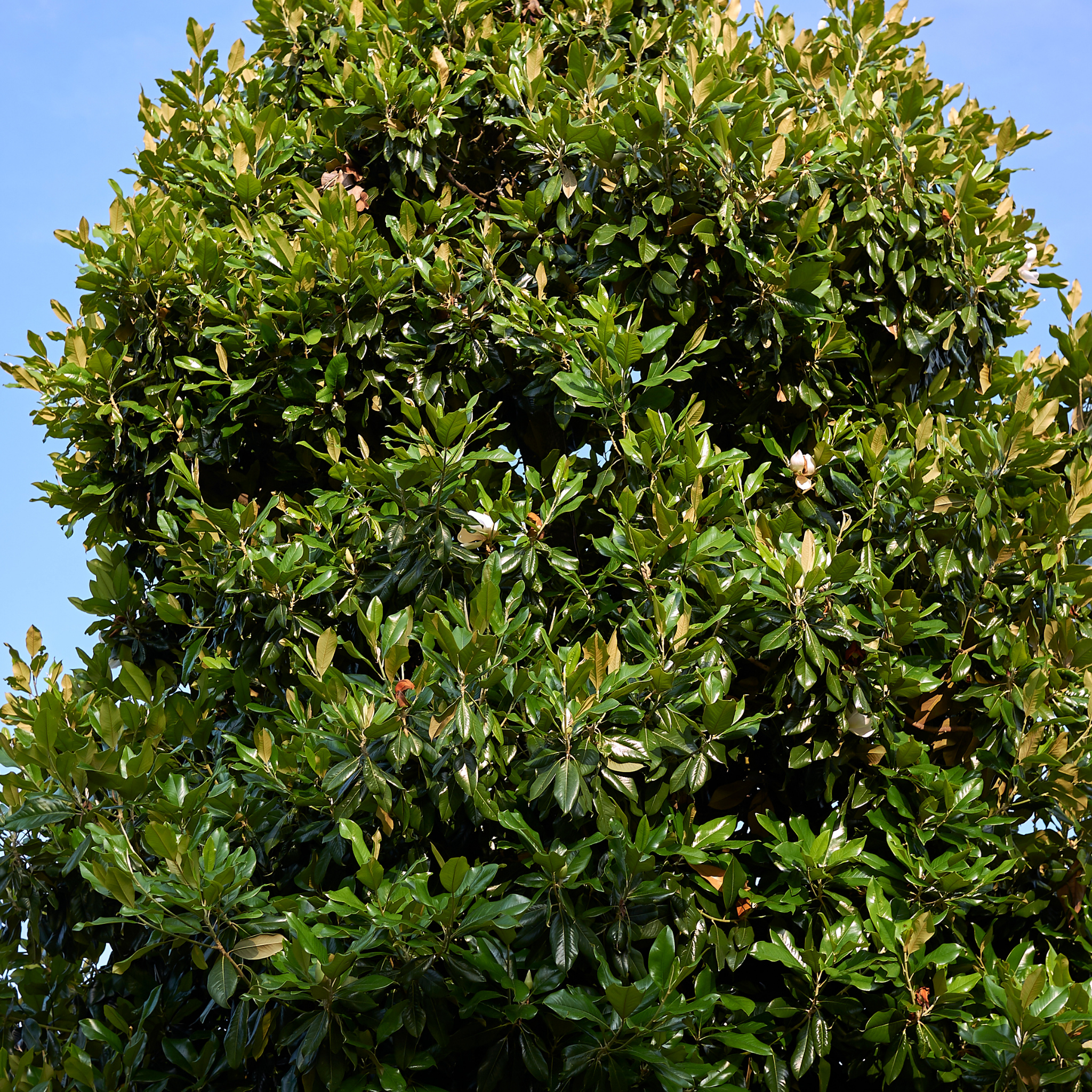 Bull Bay Magnolia Alta - Magnolia grandiflora Alta