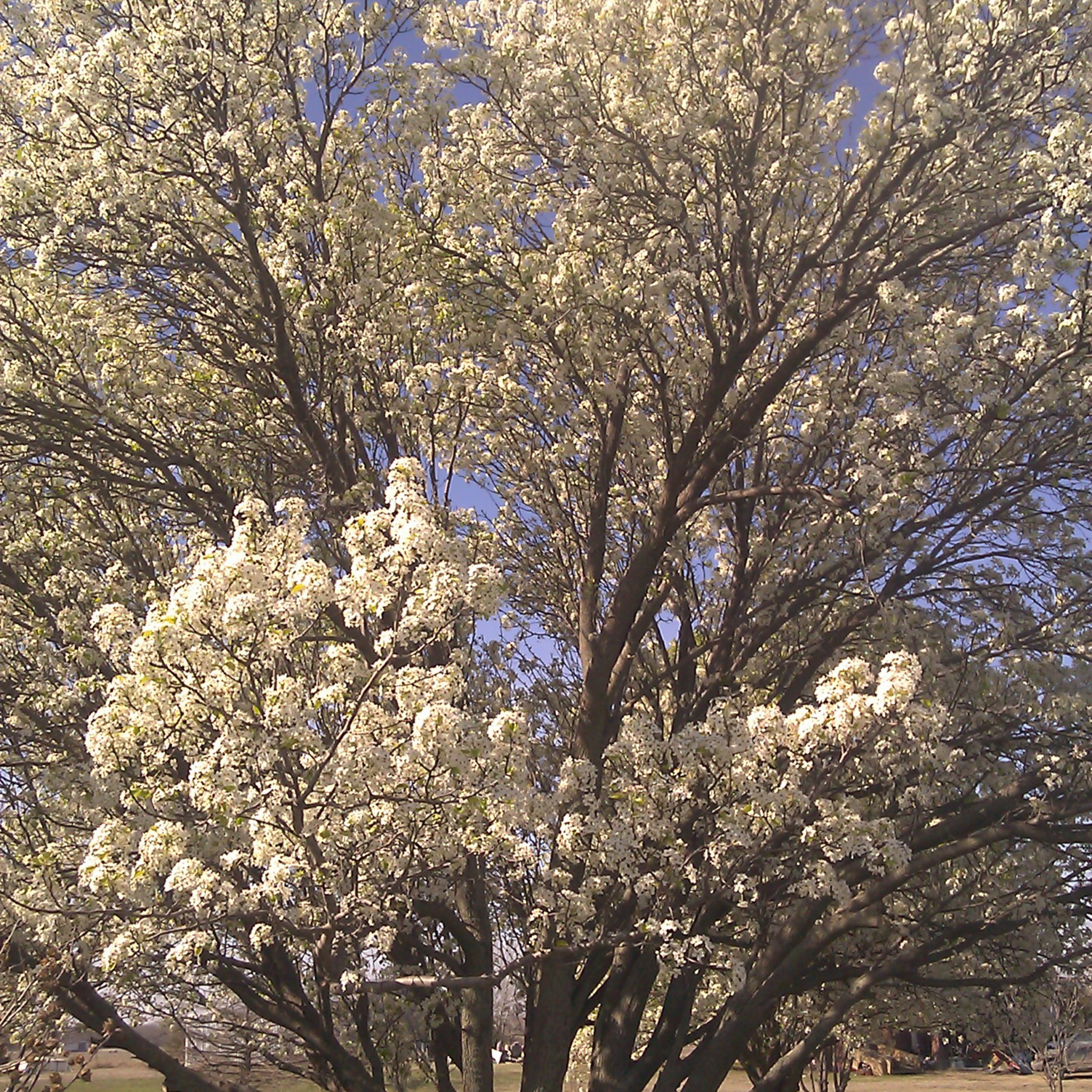 Ornamental Callery Pear Bradford - Pyrus calleryana Bradford