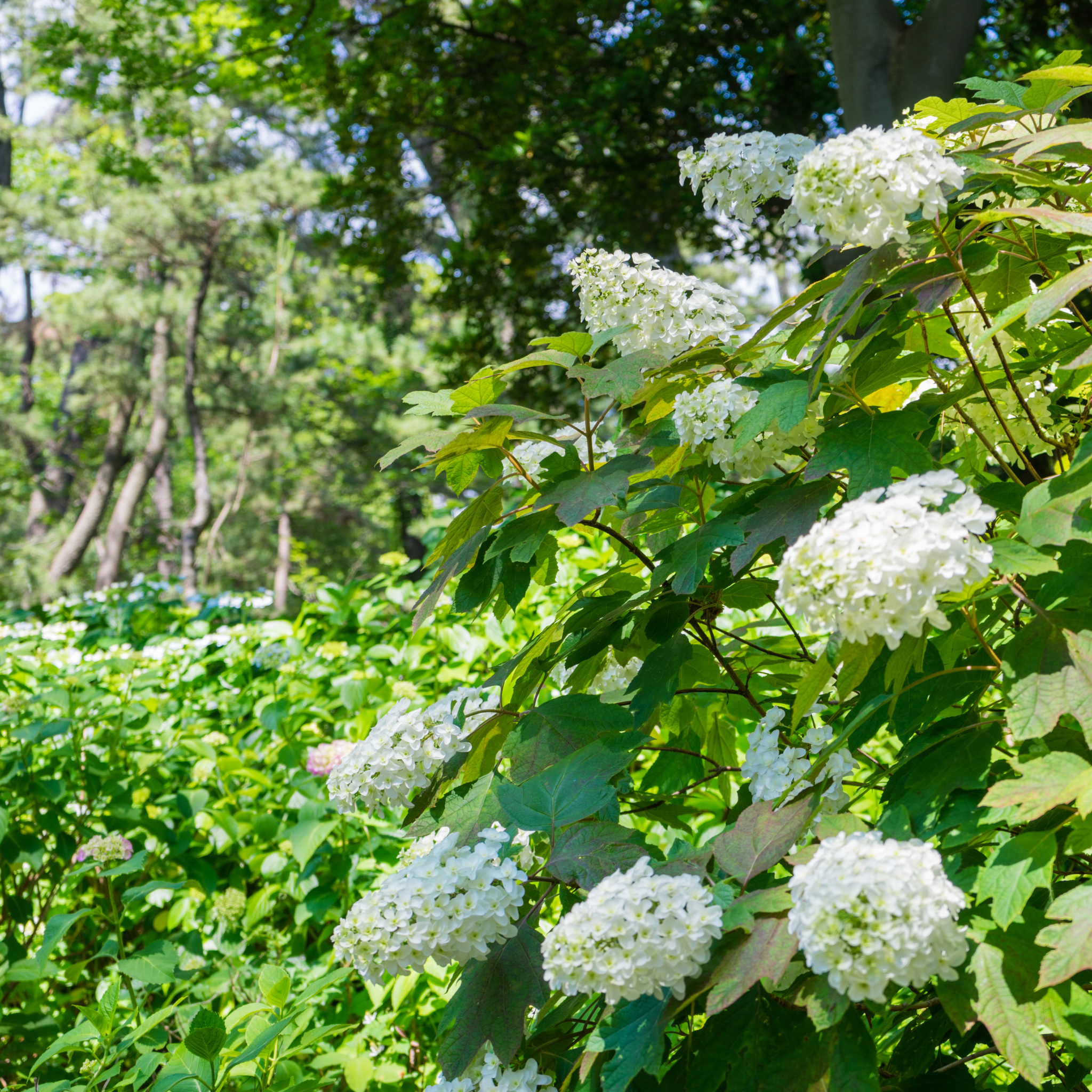 Oakleaf Hydrangea - Hydrangea quercifolia 'Snow Queen'