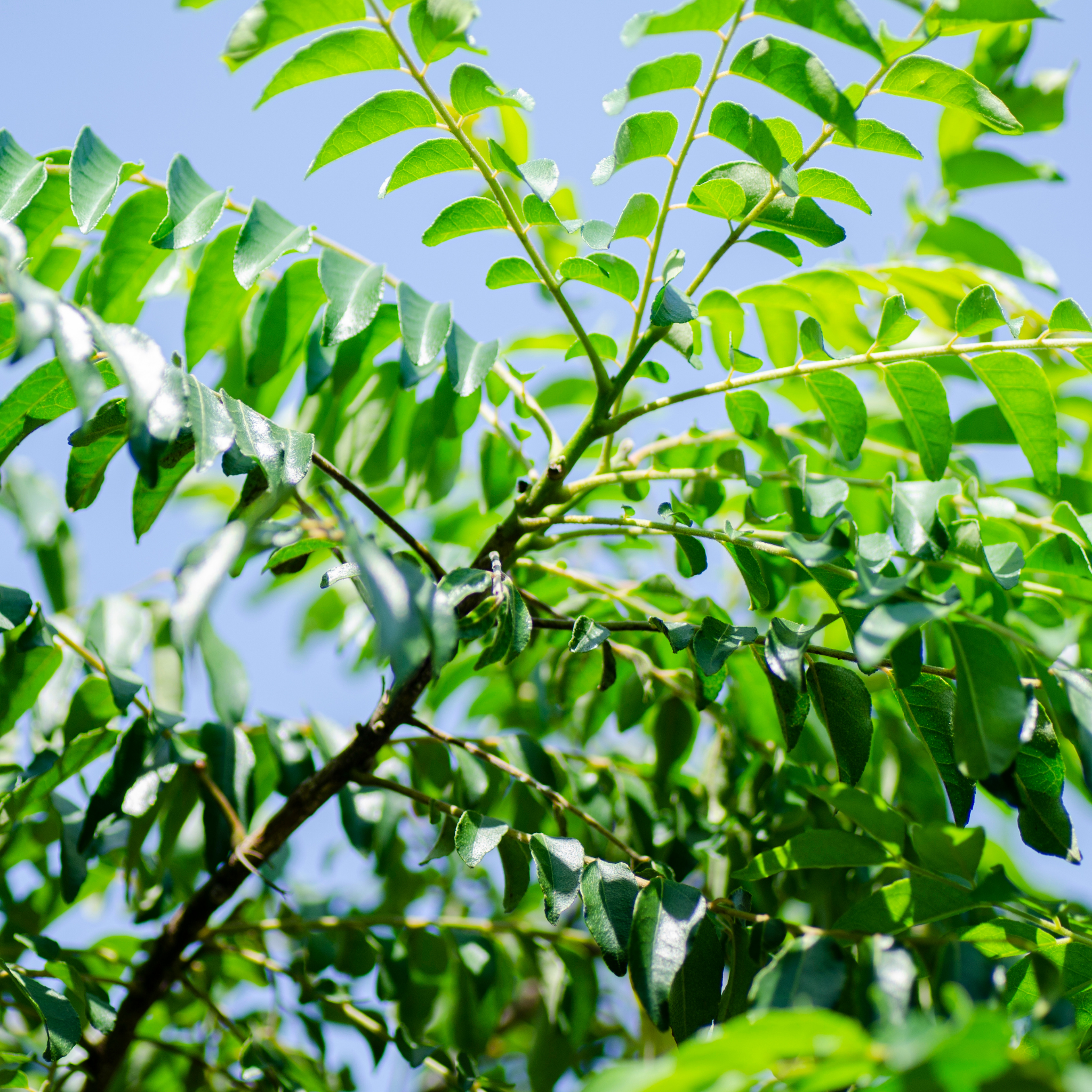 Curry Tree - Murraya koenigii