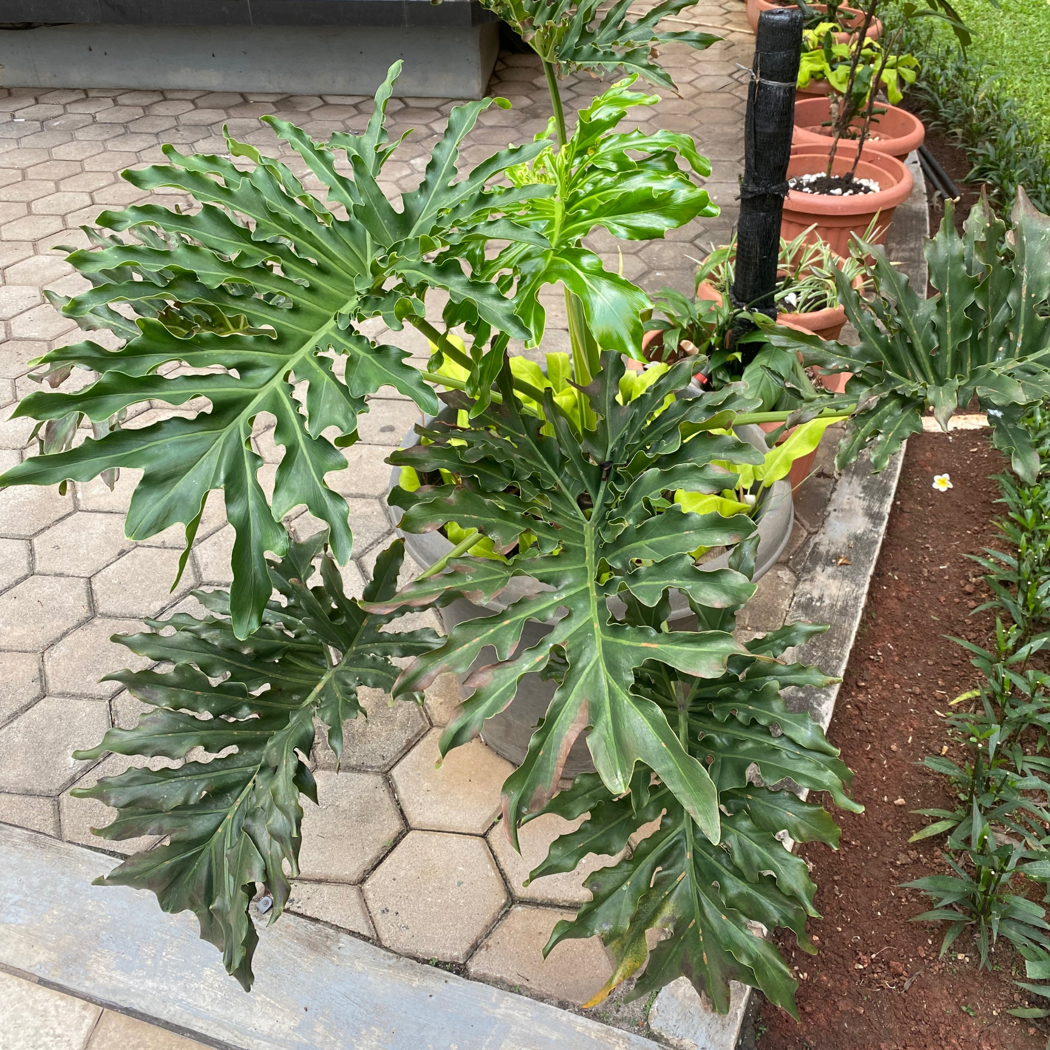 Xanadu Philodendron - Philodendron Xanadu