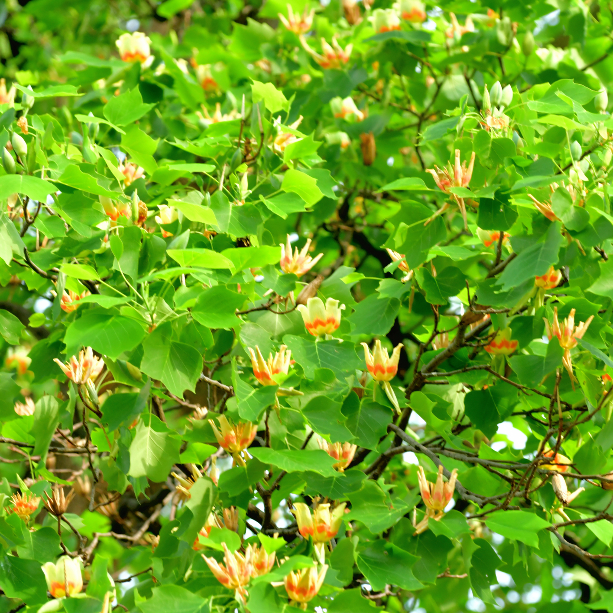 Tulip Tree - Liriodendron tulipifera