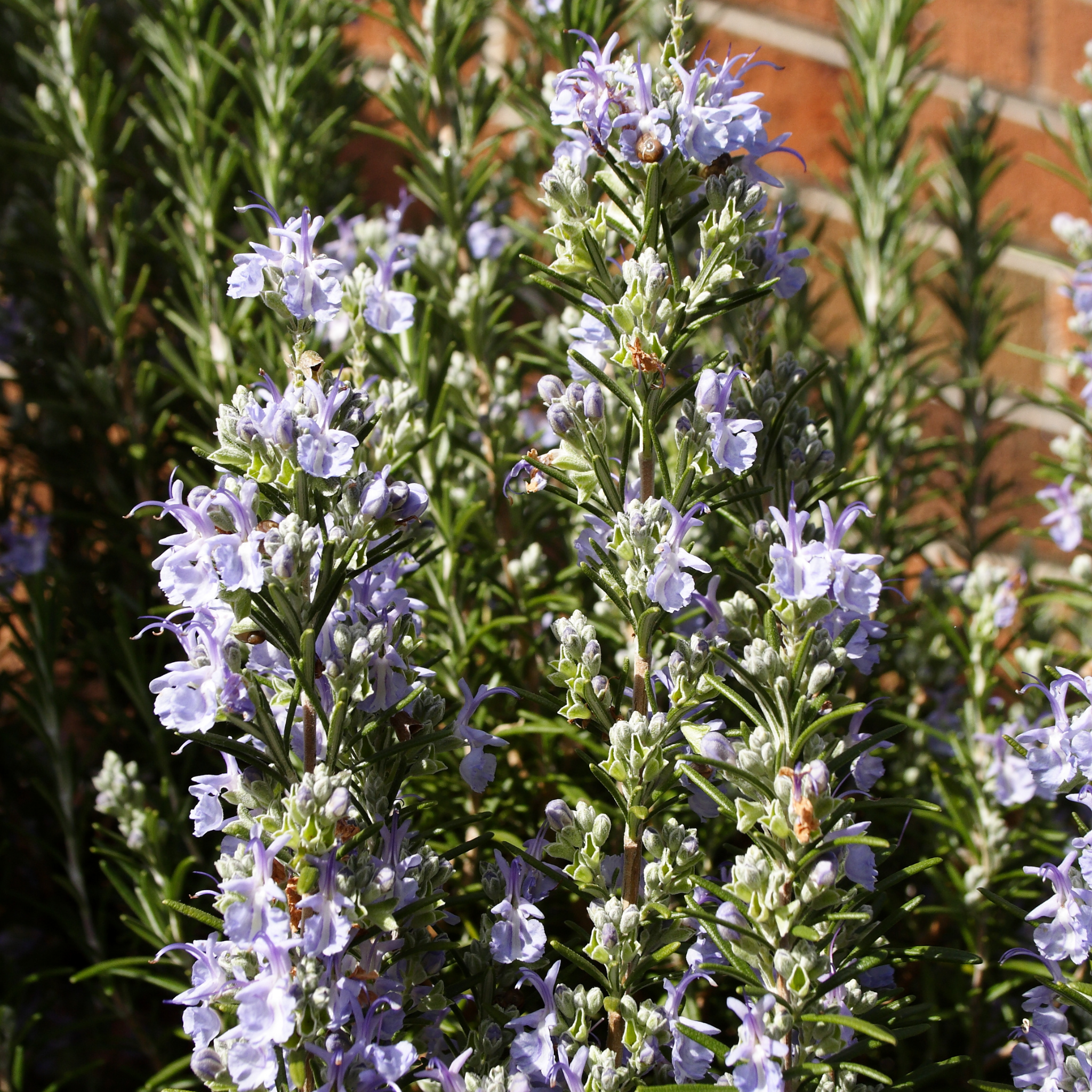 Rosemary - Rosmarinus officinalis