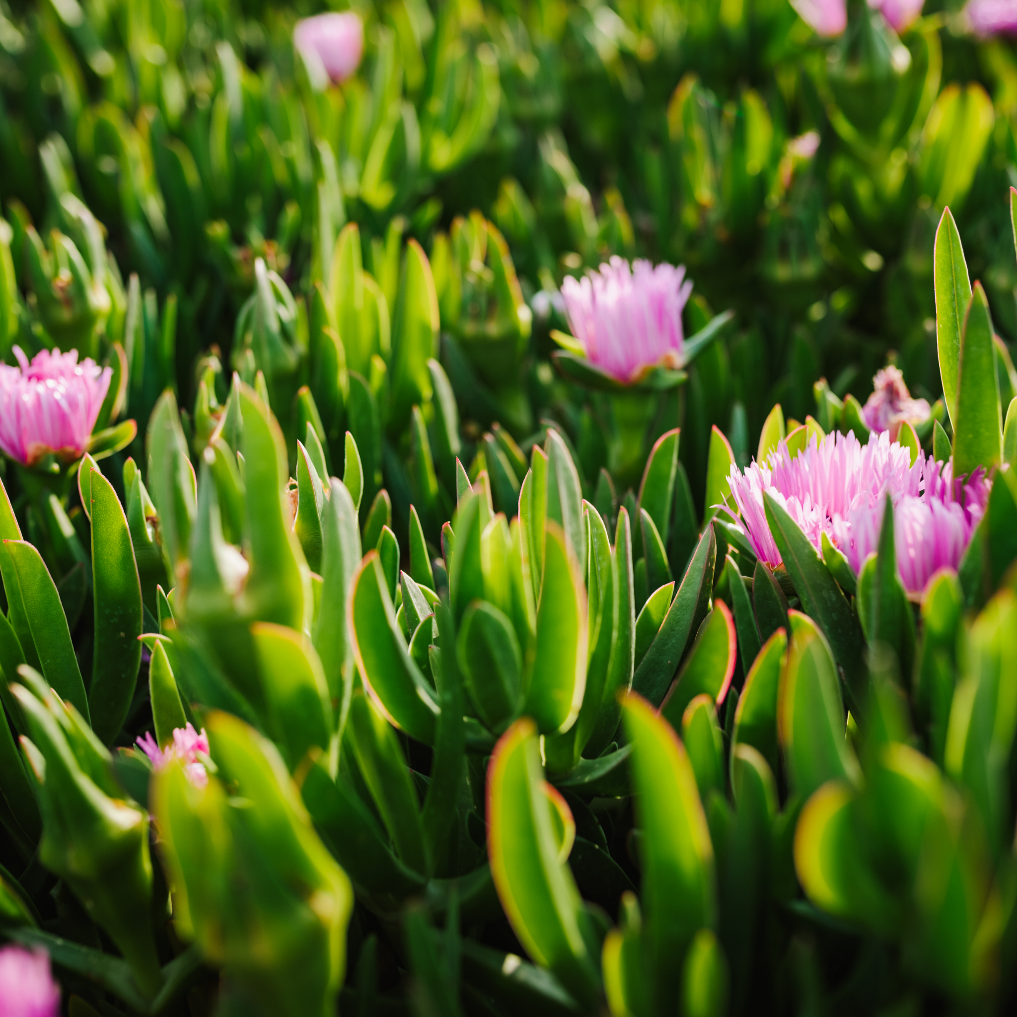 Native Pigface - Carpobrotus rossii