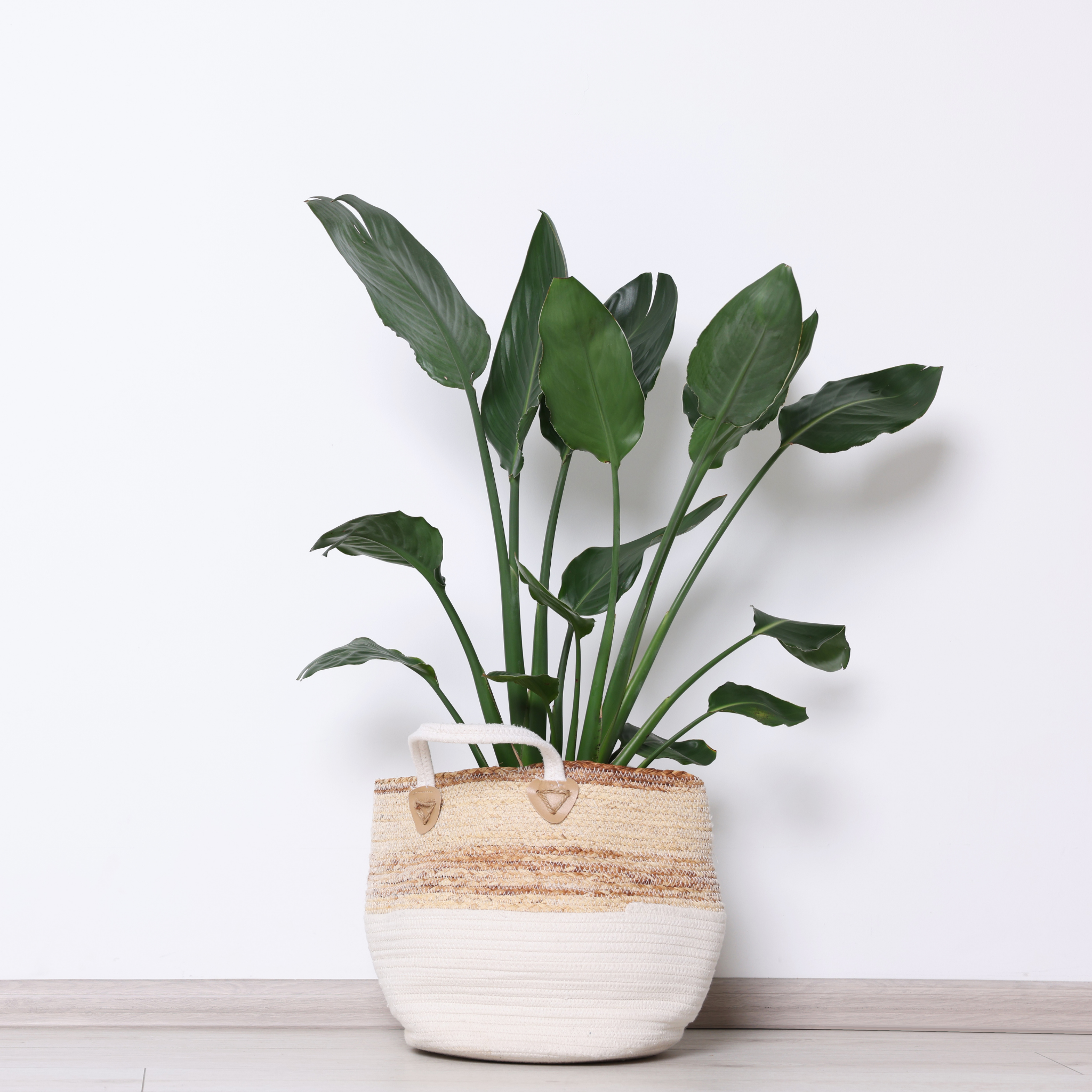 Giant White Bird of Paradise - Strelitzia nicolai