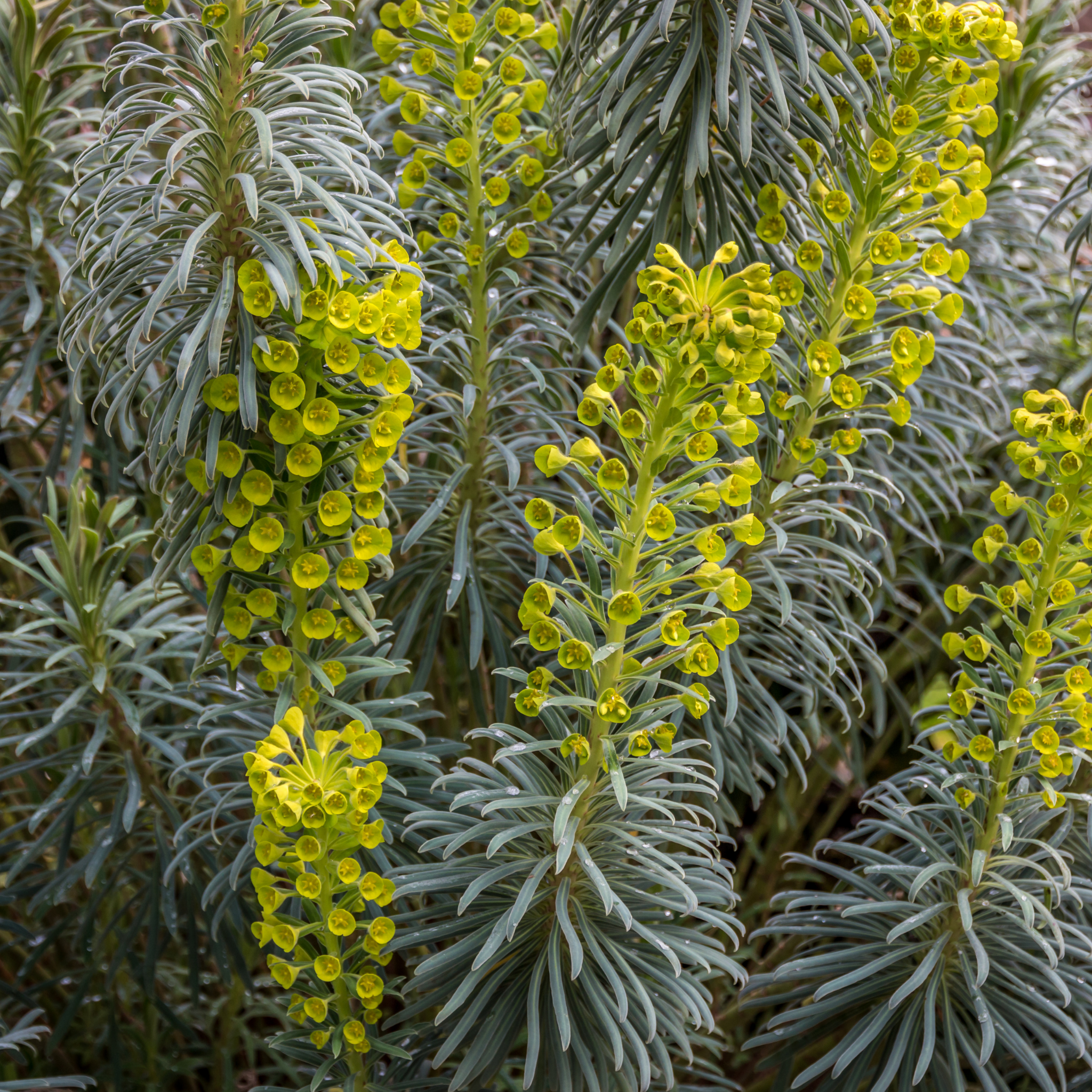 Mediterranean Spurge - Euphorbia characias wulfenii