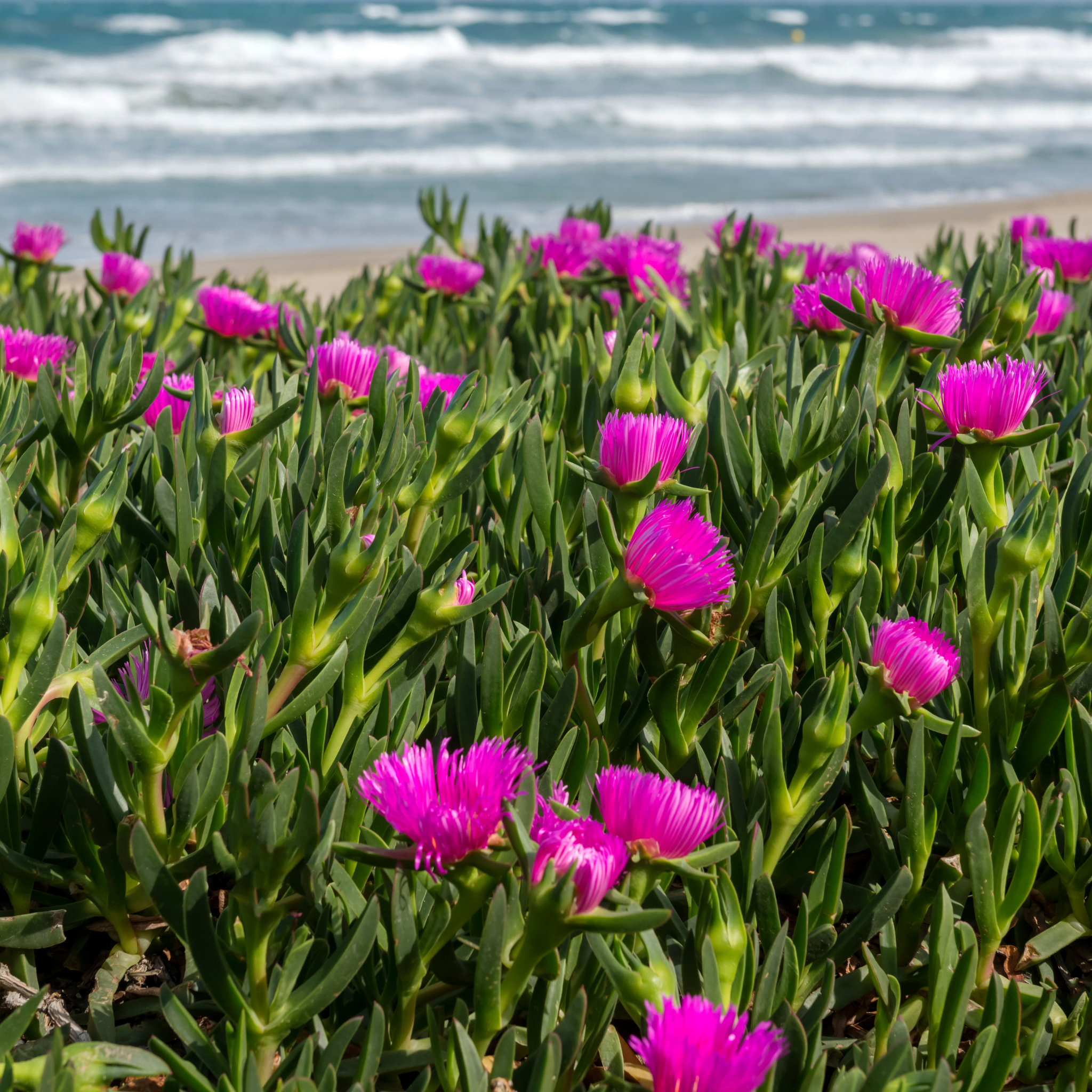 Pigface/Sea Fig - Carpobrotus glaucescens