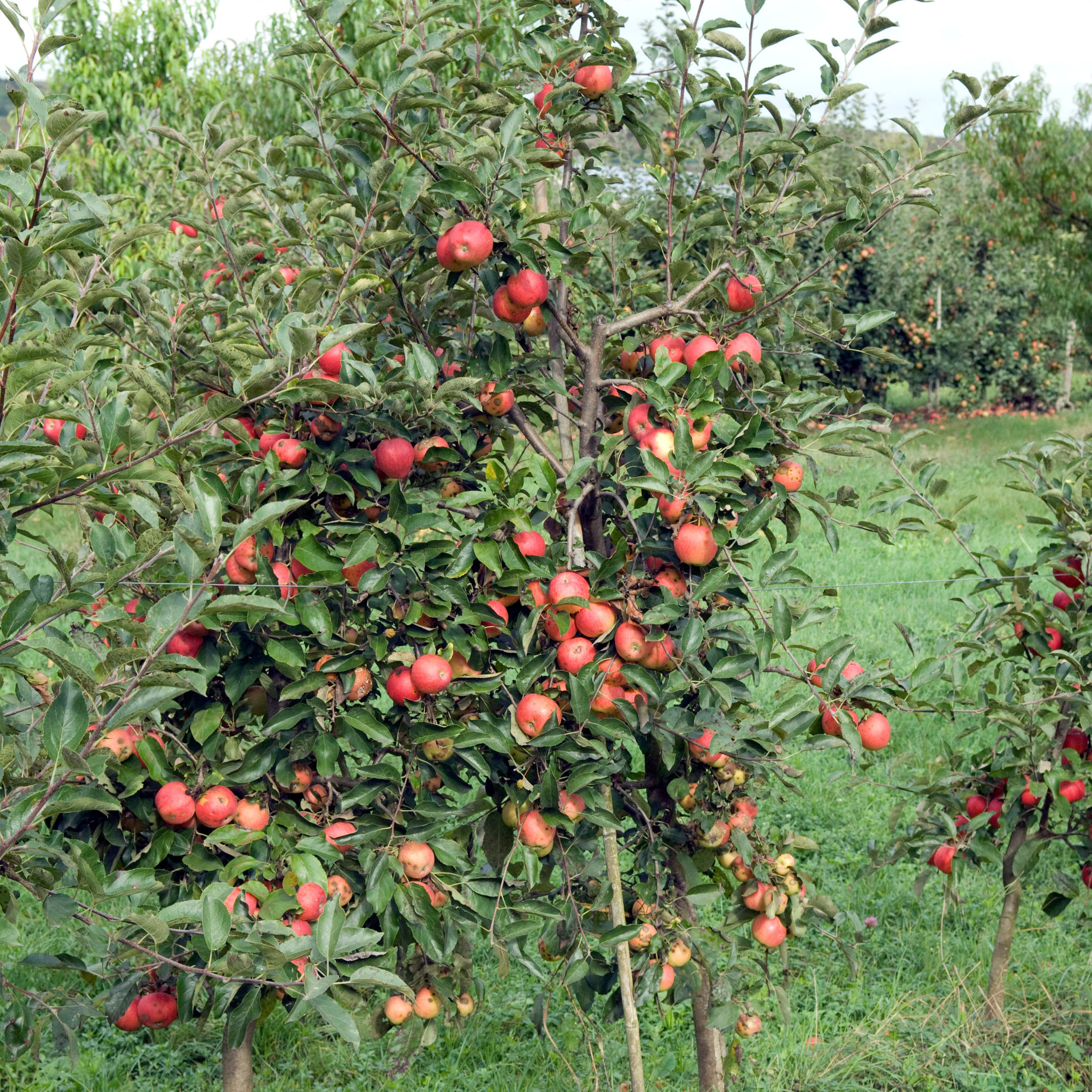 Apple Gala Tree - Malus domestica Gala Apple