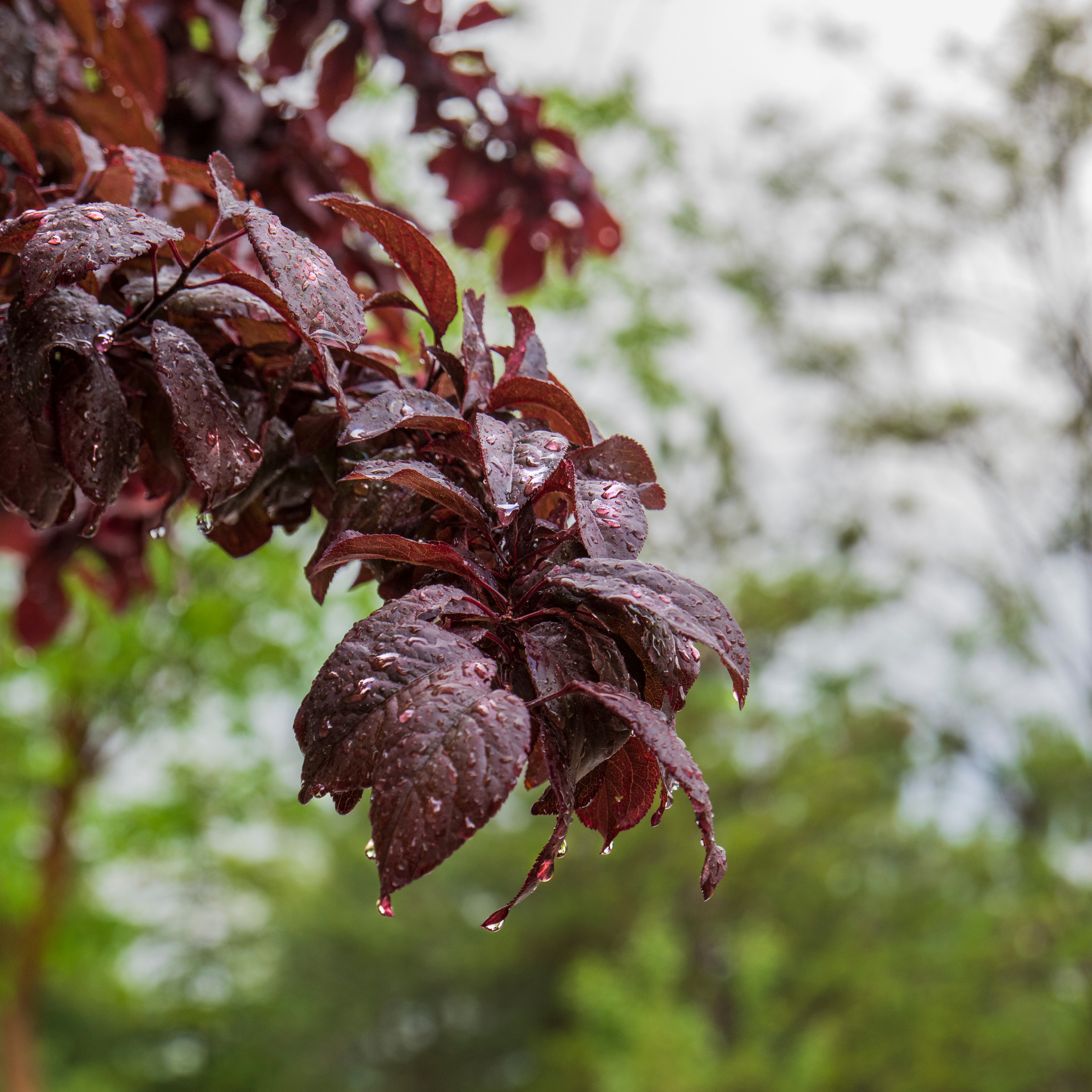 Dark purple leaves with water droplets against a blurred green background