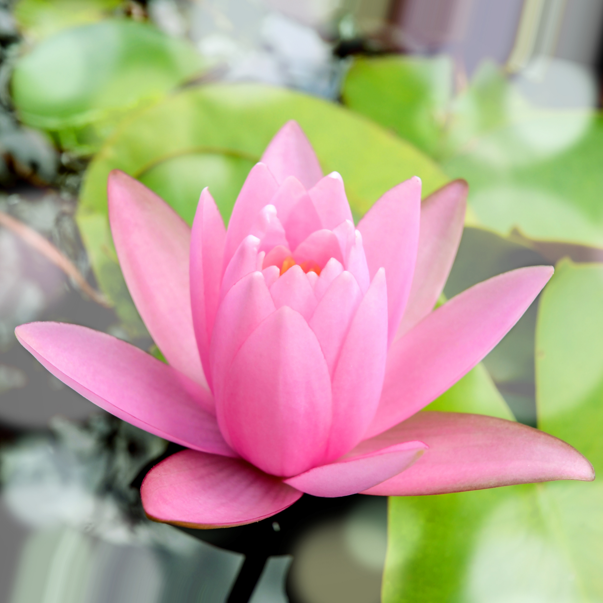 Pink Water Lily - Nymphaea hybrida Pink