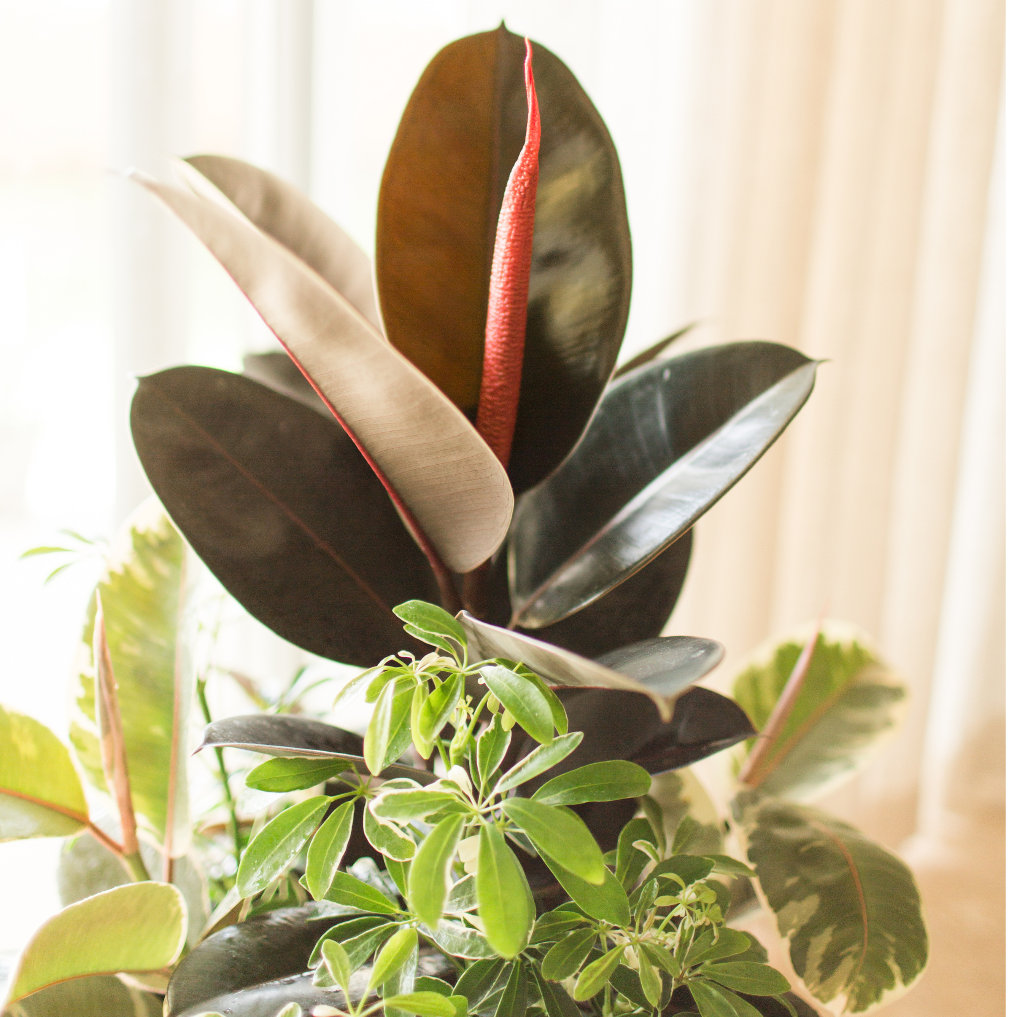 Burgundy Rubber Tree Plant - Ficus elastica Burgundy
