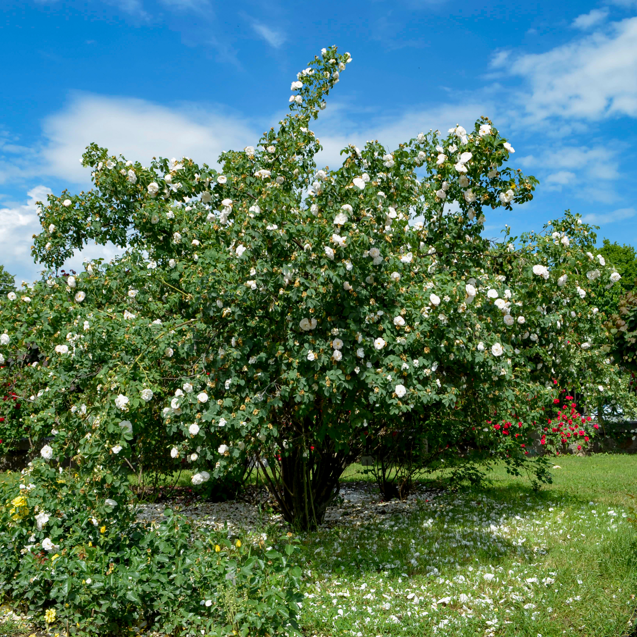 Iceberg Floribunda Rose - Rosa Iceberg