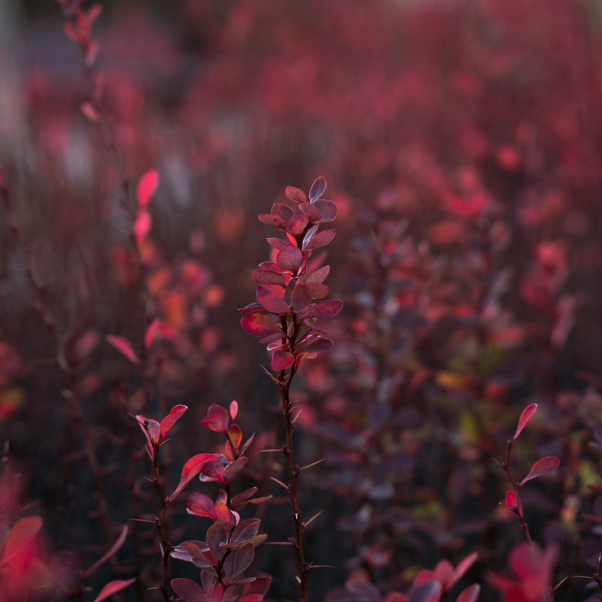 Purple Japanese Barberry Rose Glow - Berberis thunbergii atropurpurea 'Rose Glow'