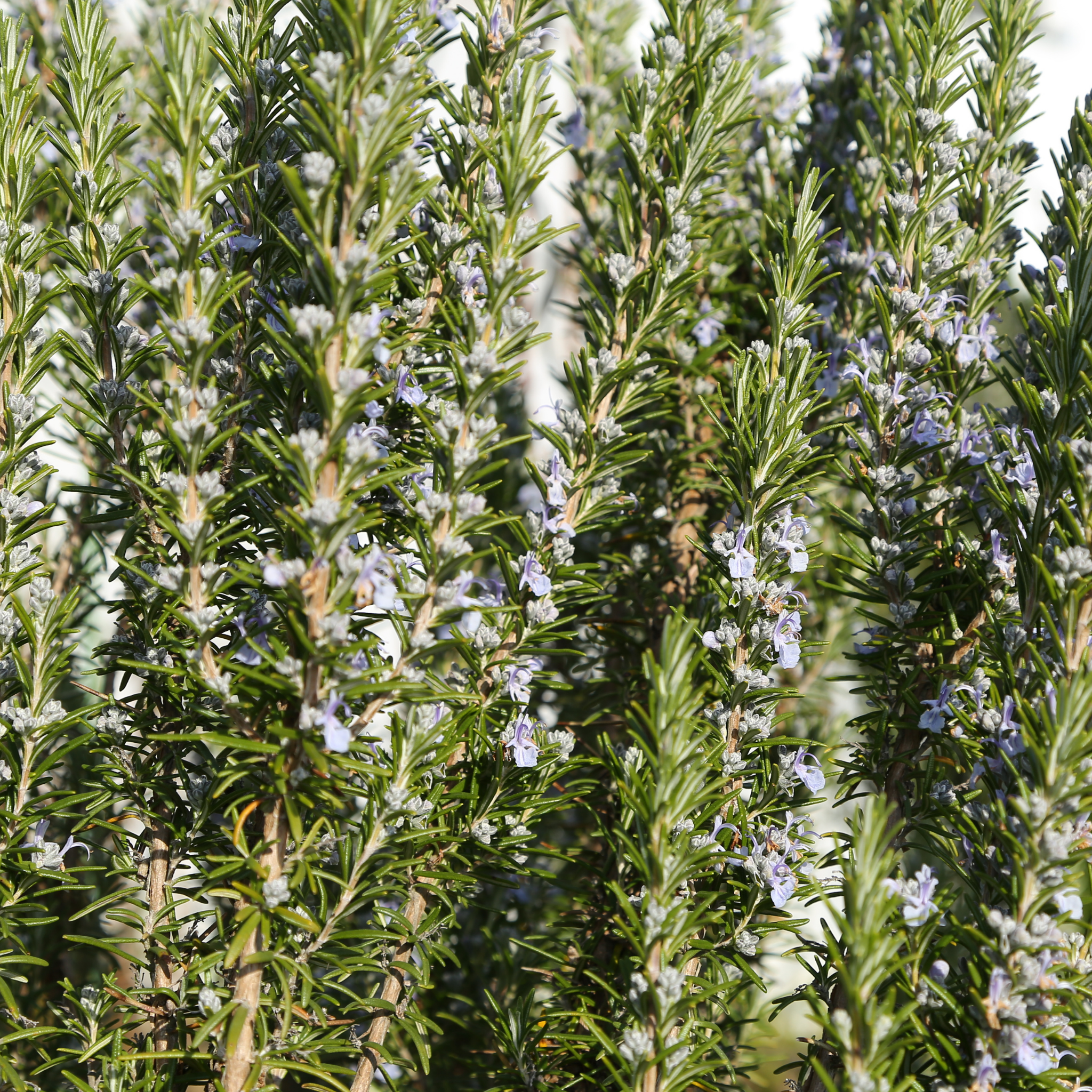 Rosemary Chefs Choice - Rosmarinus officinalis Chefs Choice