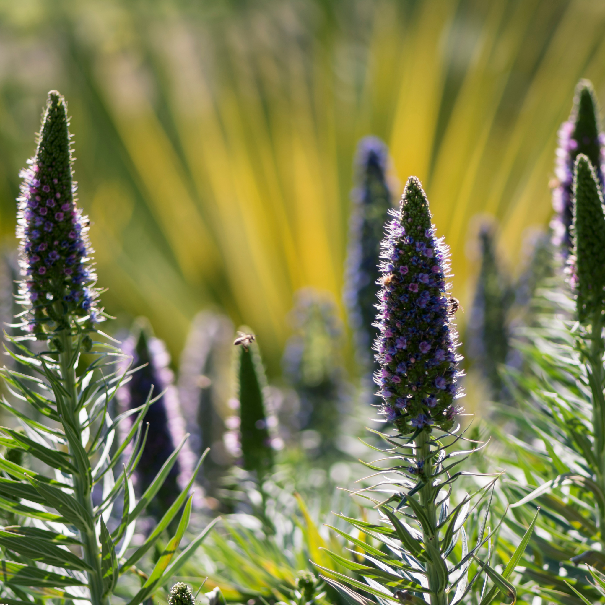 Pride of Madeira - Echium candicans