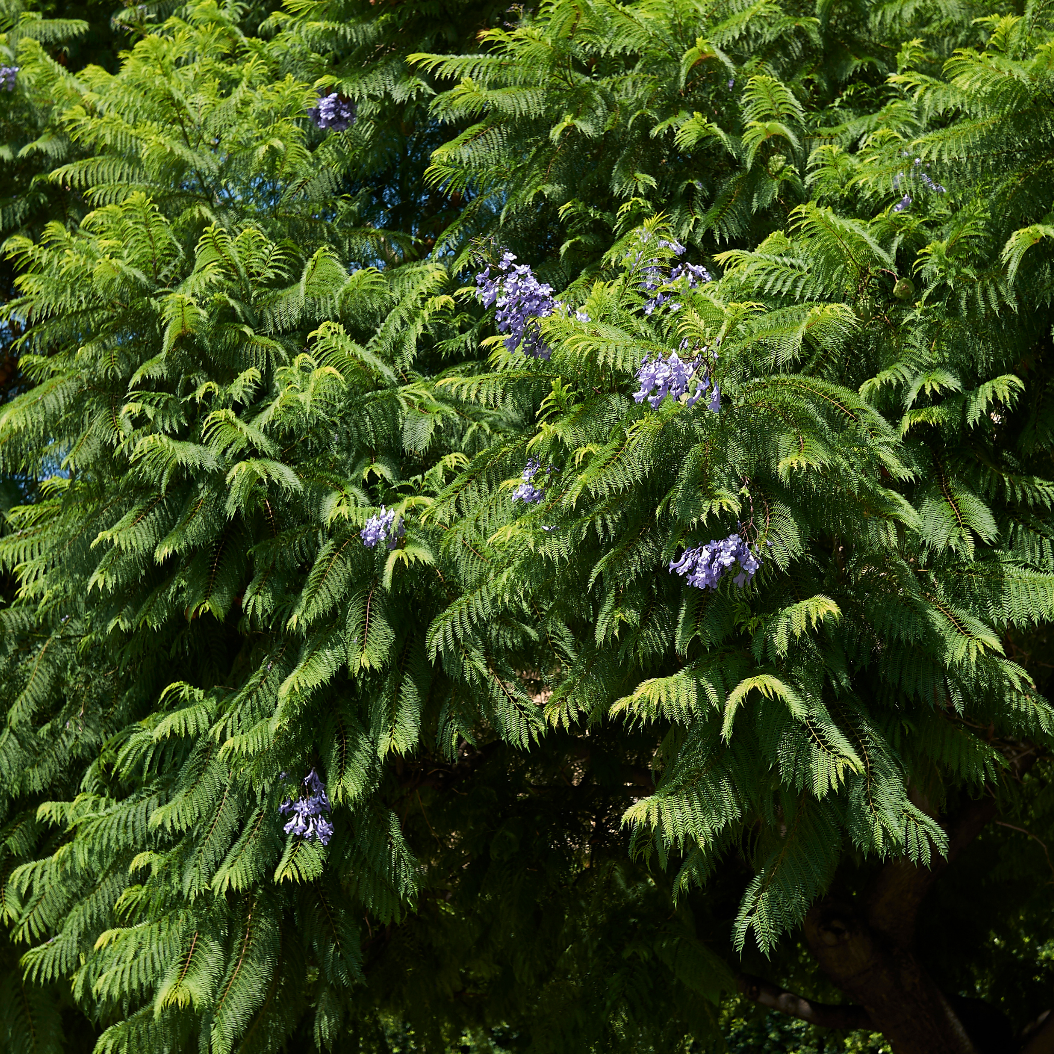 Blue Jacaranda - Jacaranda mimosifolia