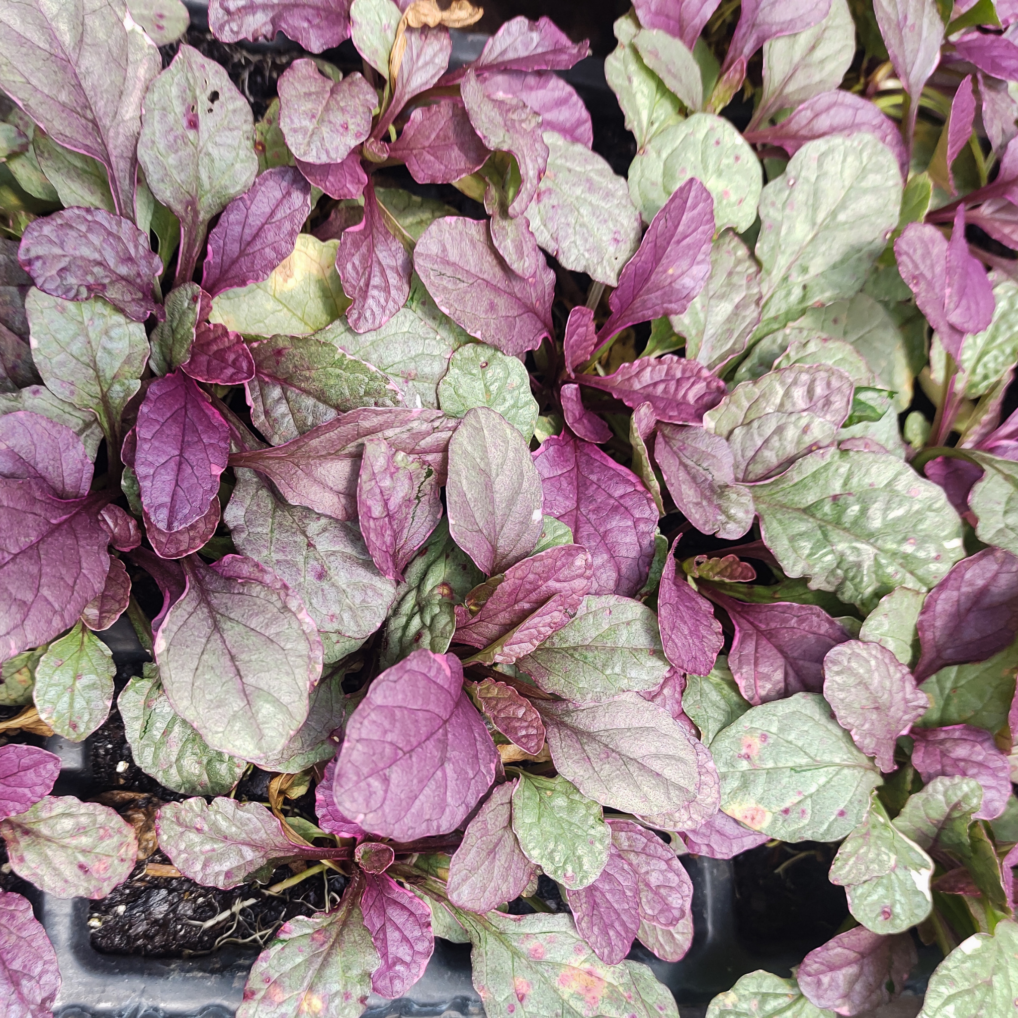 Ajuga Burgundy Glow - Ajuga reptans Burgundy Glow