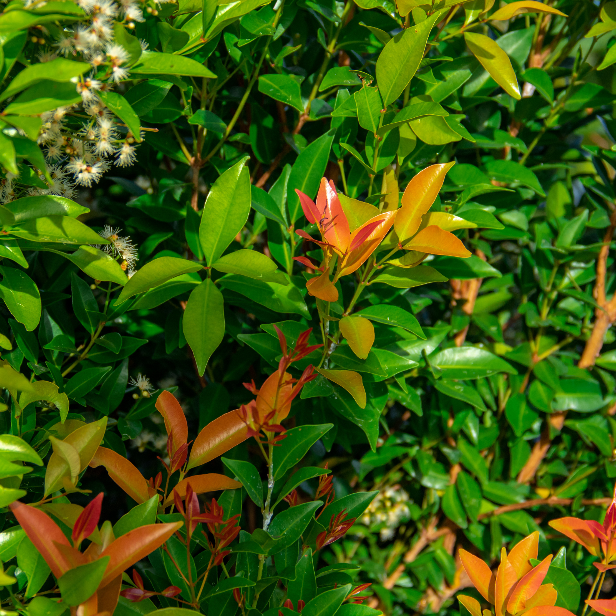Lilly Pilly - Brush Cherry - Syzygium australe