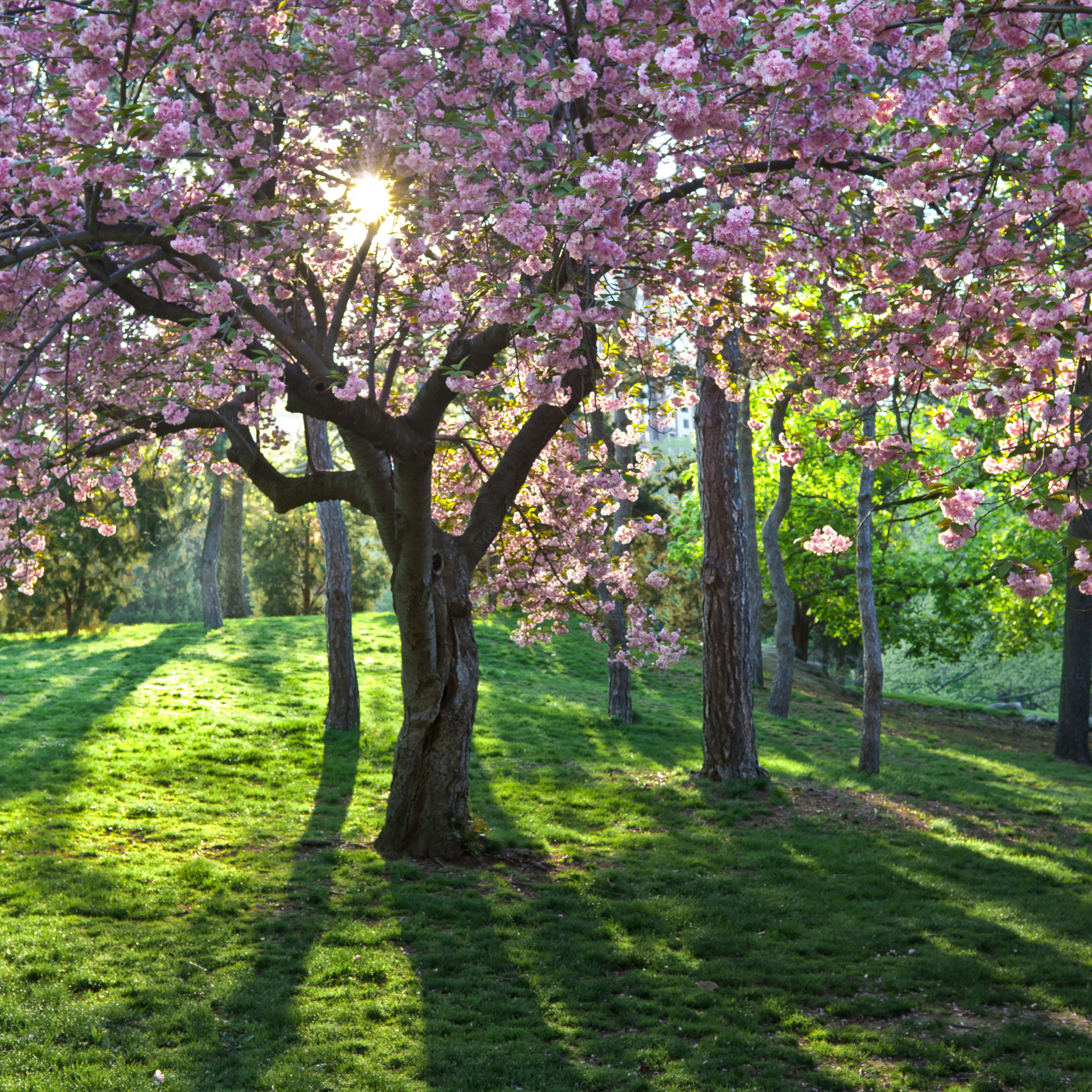 Cherry blossom trees in full bloom with sunlight filtering through the branches on a grassy field.