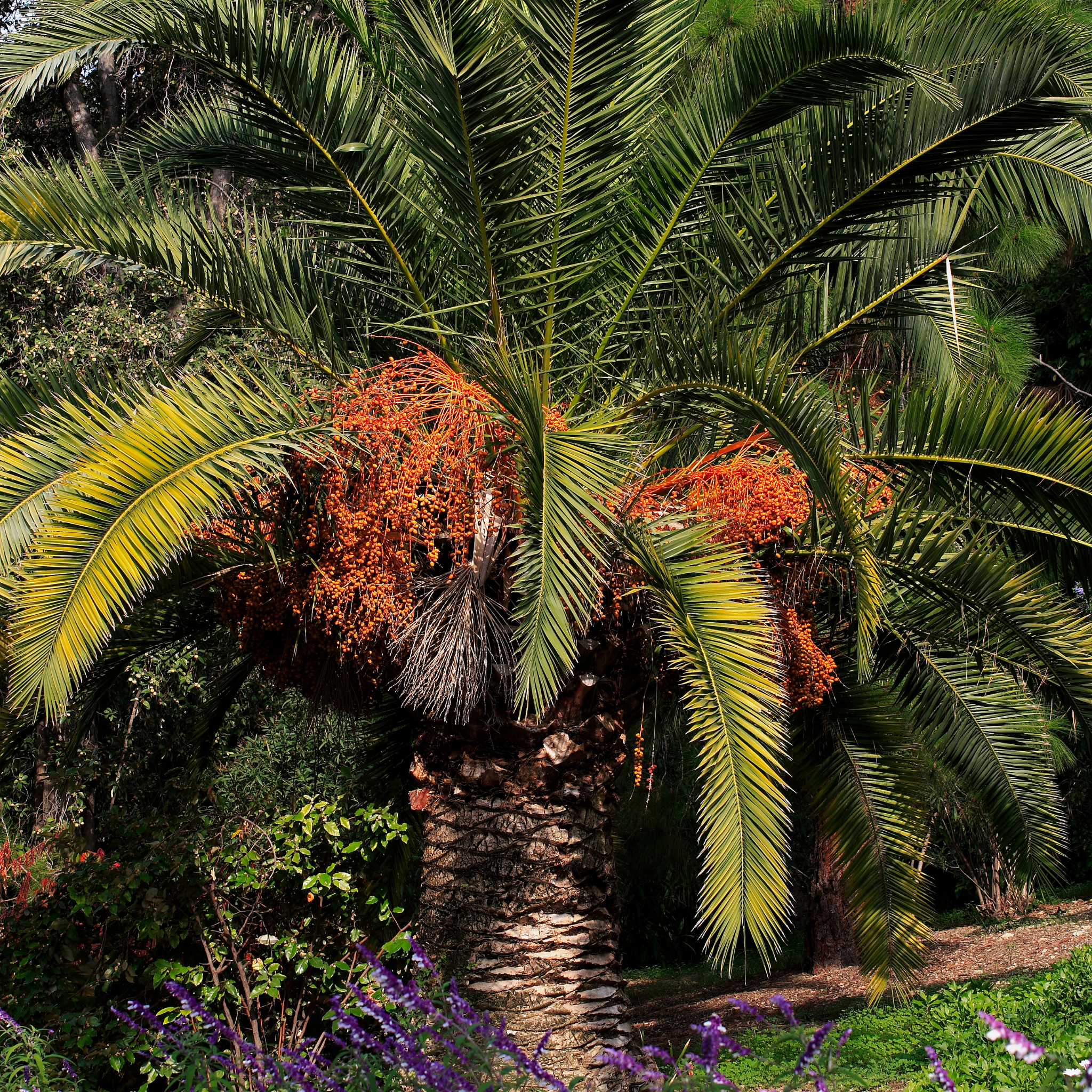 Palm tree with orange fruit in a garden setting