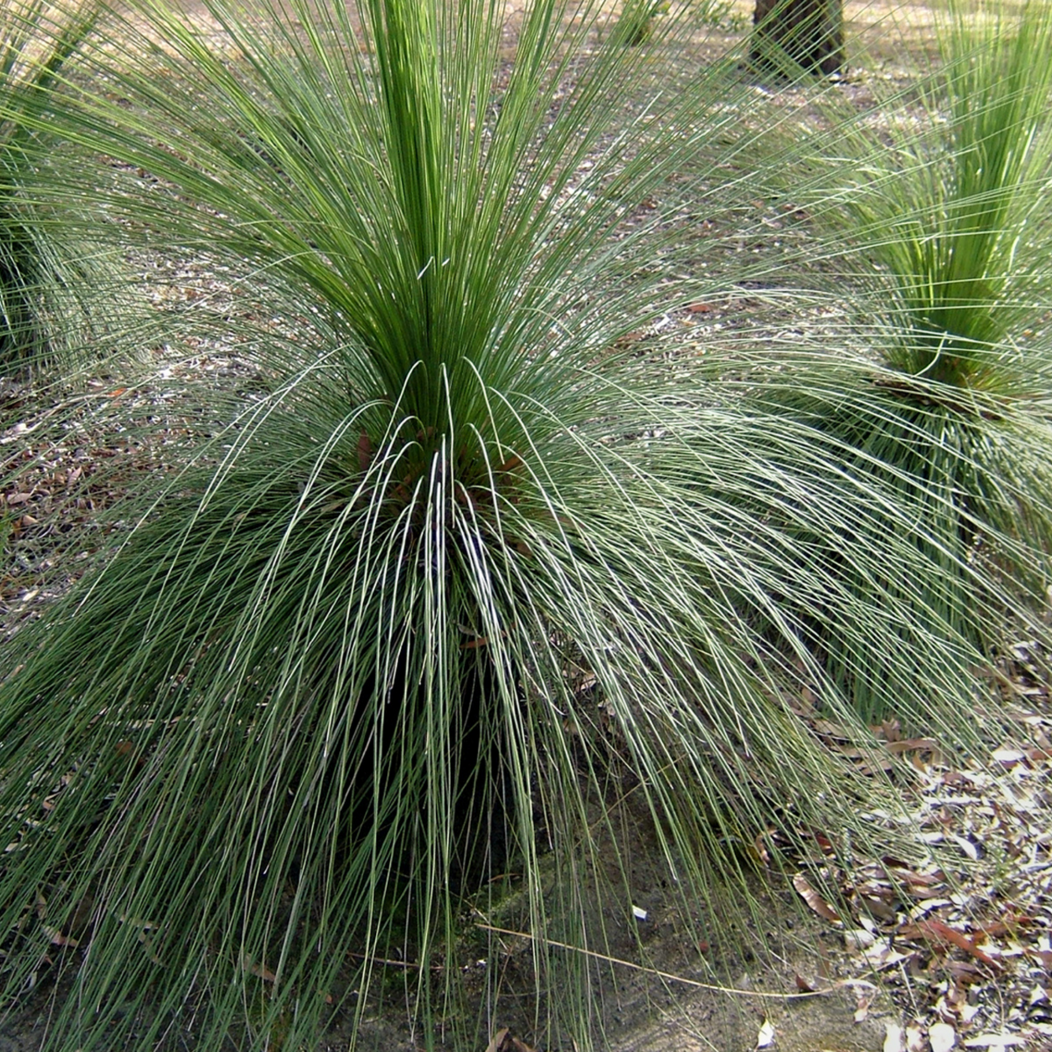 Johnson Grass Tree - Xanthorrhoea johnsonii