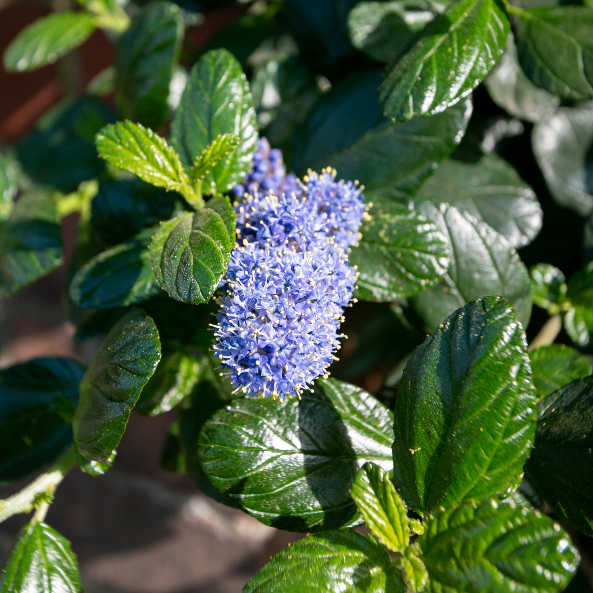 California Lilac - Ceanothus griseus horizontalis Yankee Point