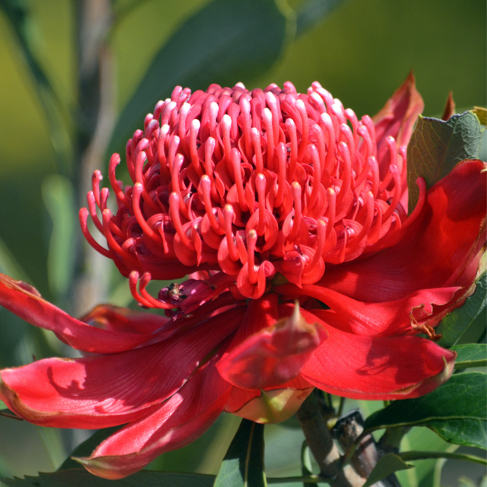 Waratah Gembrook - Telopea hybrida Gembrook