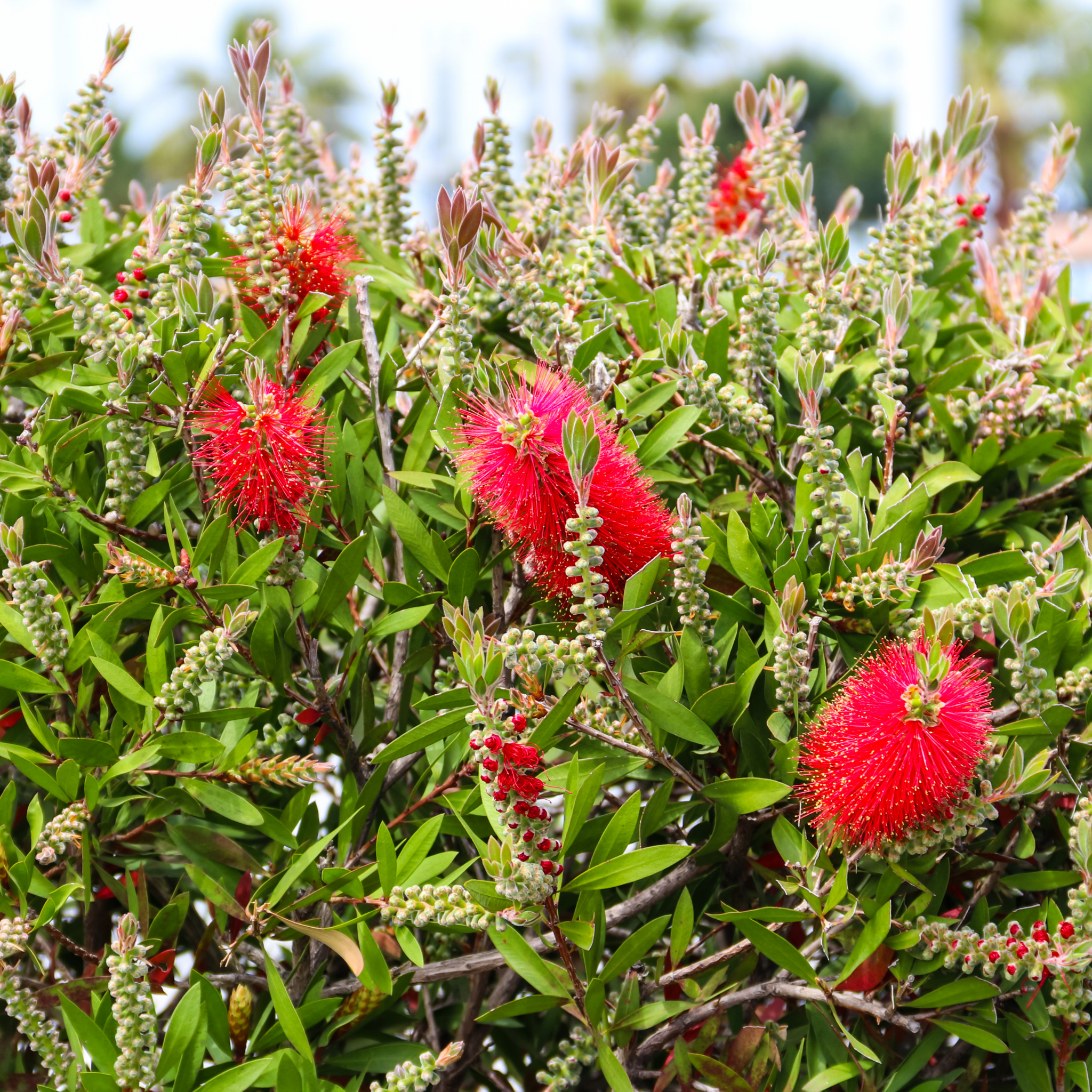 Dwarf Weeping Bottlebrush Better John - Callistemon viminalis 'Better John' PBR