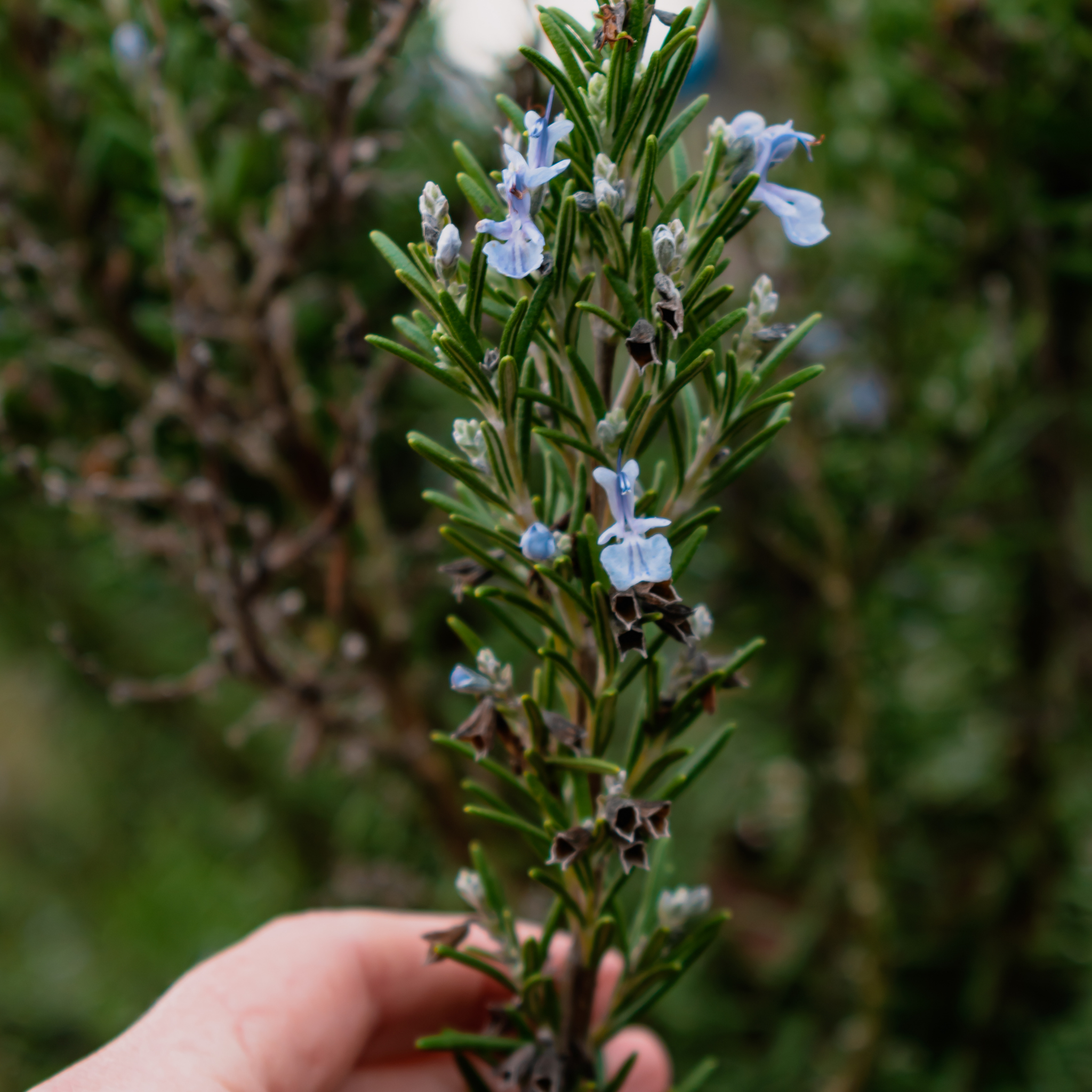 Blue Lagoon Rosemary - Rosmarinus officinalis Blue Lagoon