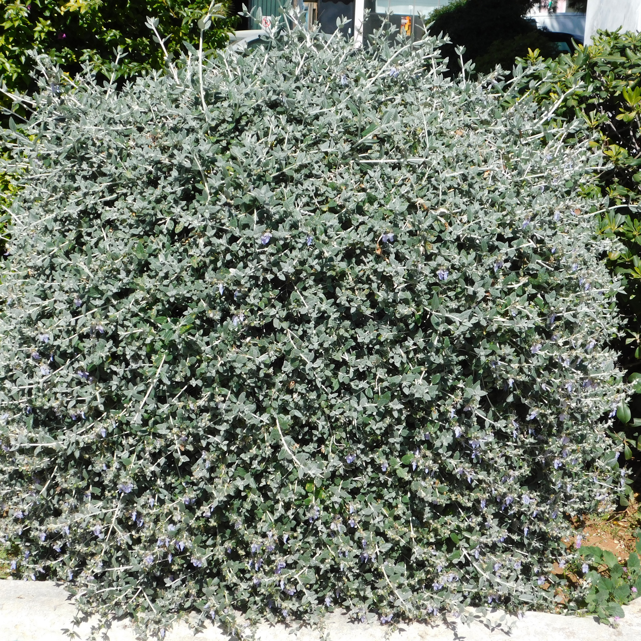 Shrubby Germander - Teucrium fruticans