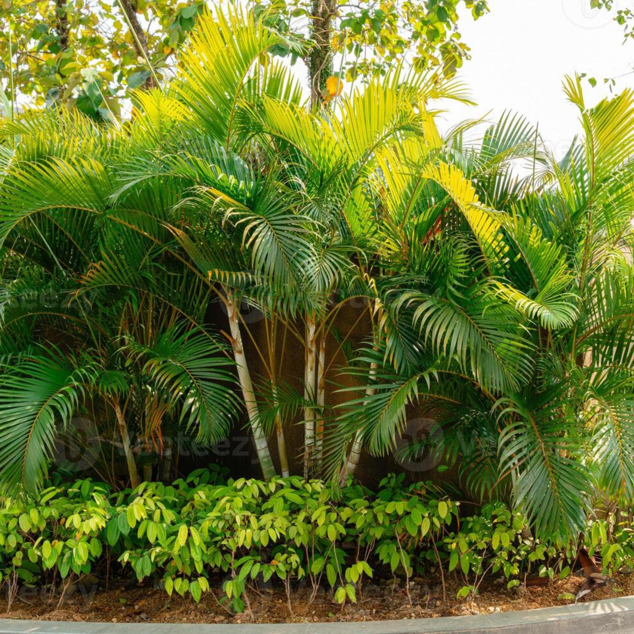 Areca Golden Cane Palm - Dypsis lutescens