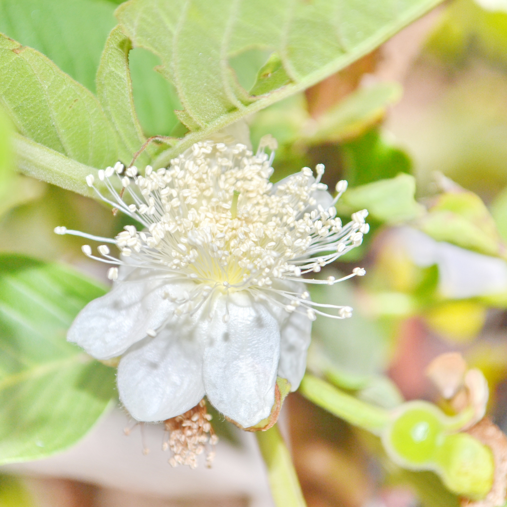 Red Strawberry Guava Tree - Psidium cattleianum Red
