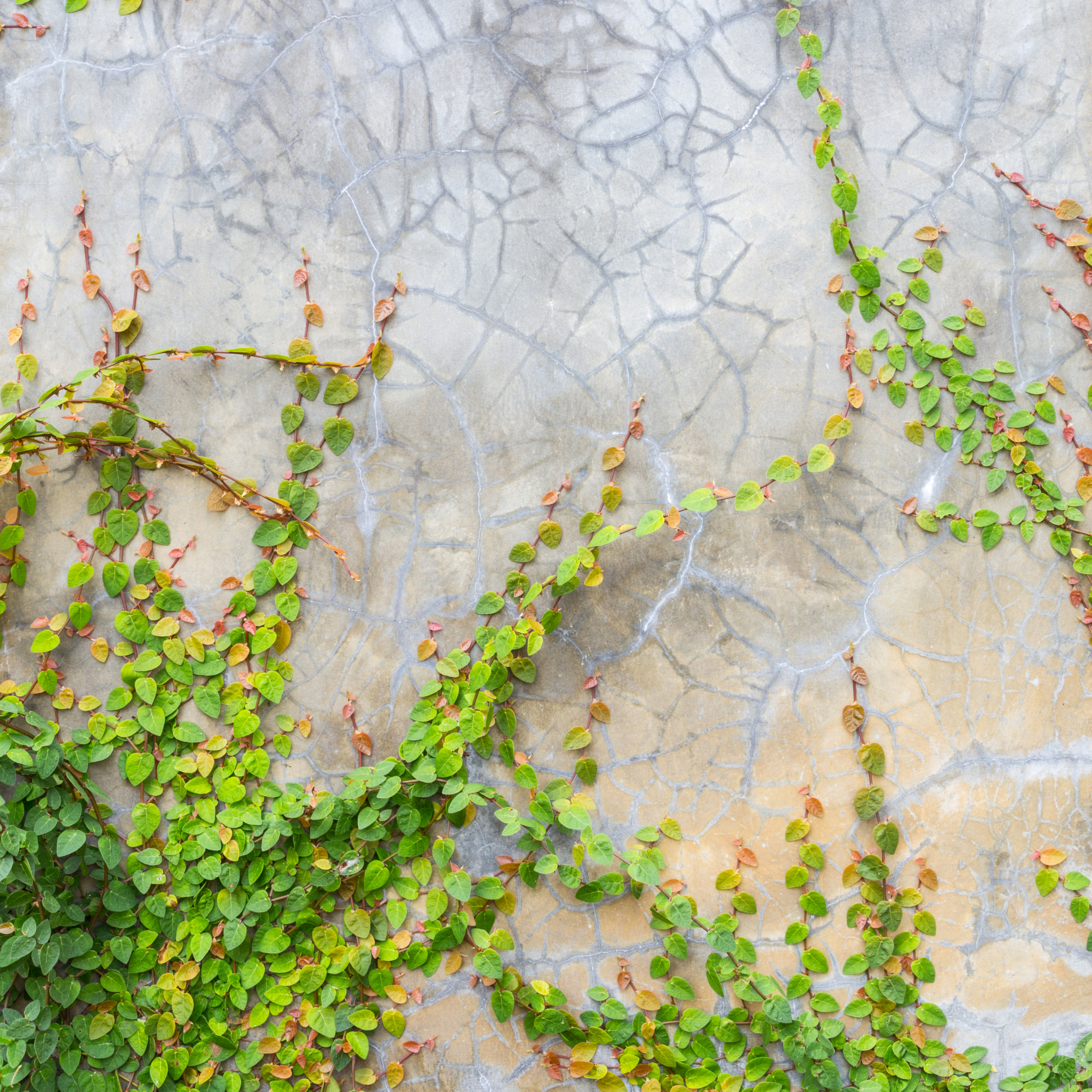 Creeping Fig - Ficus pumila