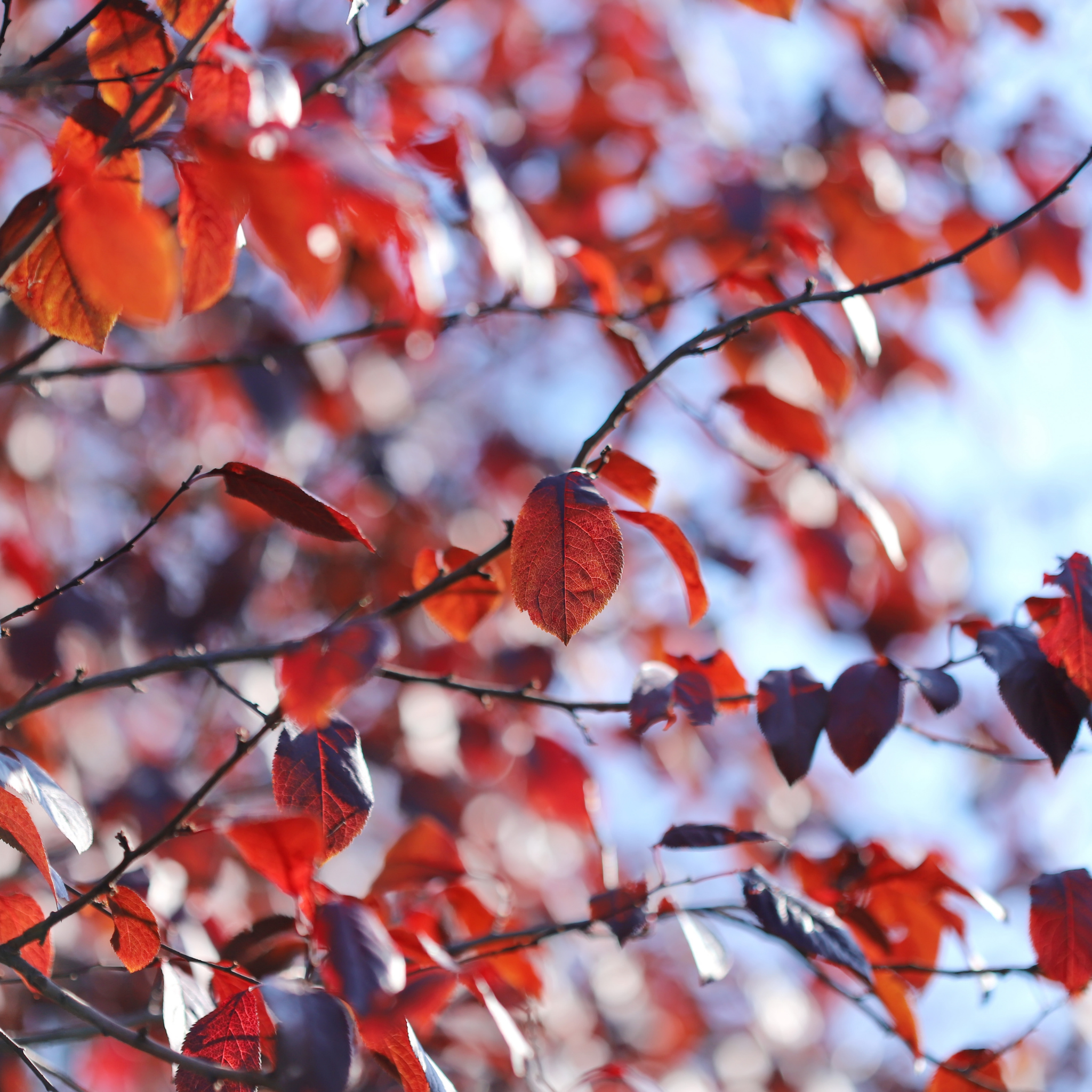 Close-up of red leaves on a branch with a blurred background
