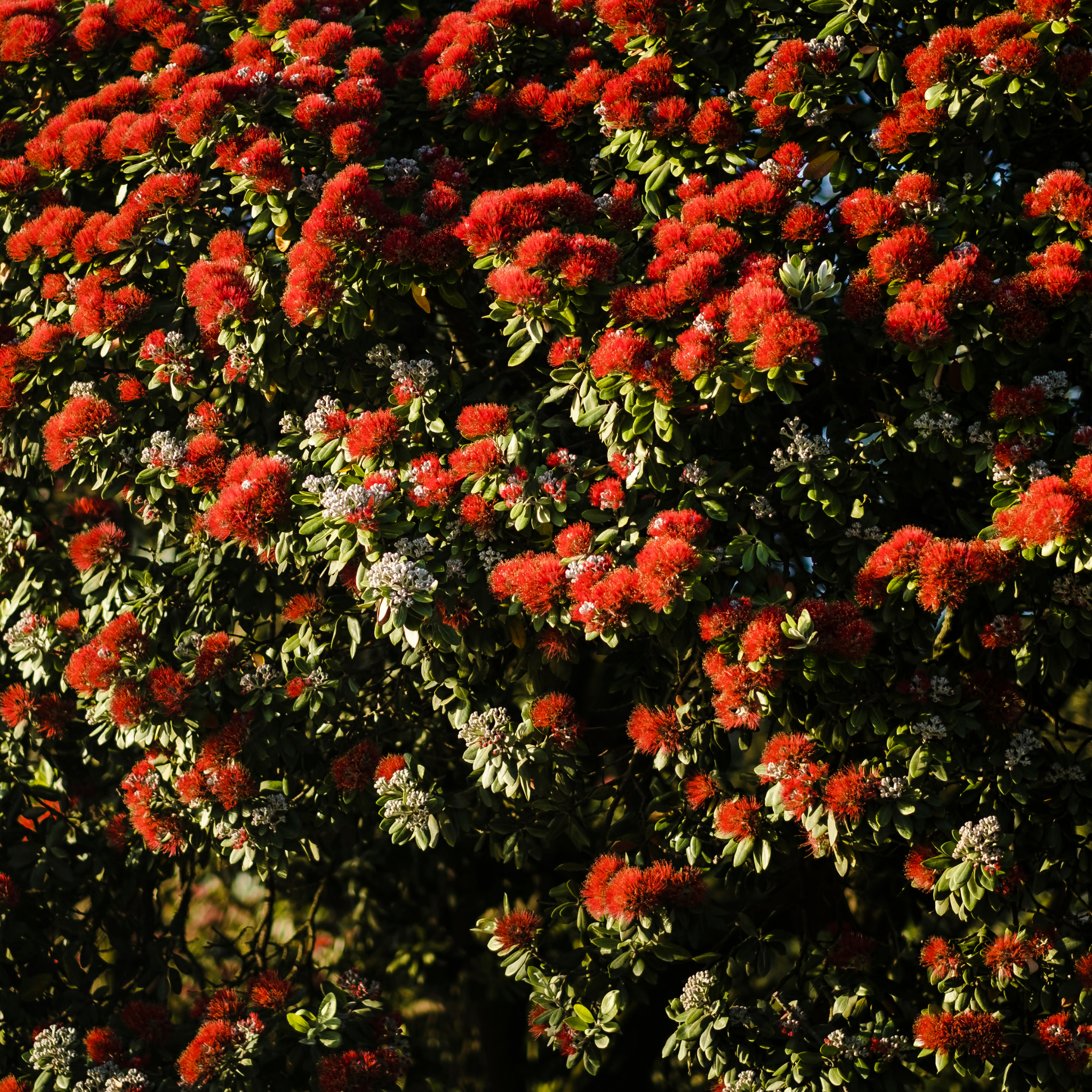 New Zealand Christmas Bush - Metrosideros collina Tahiti