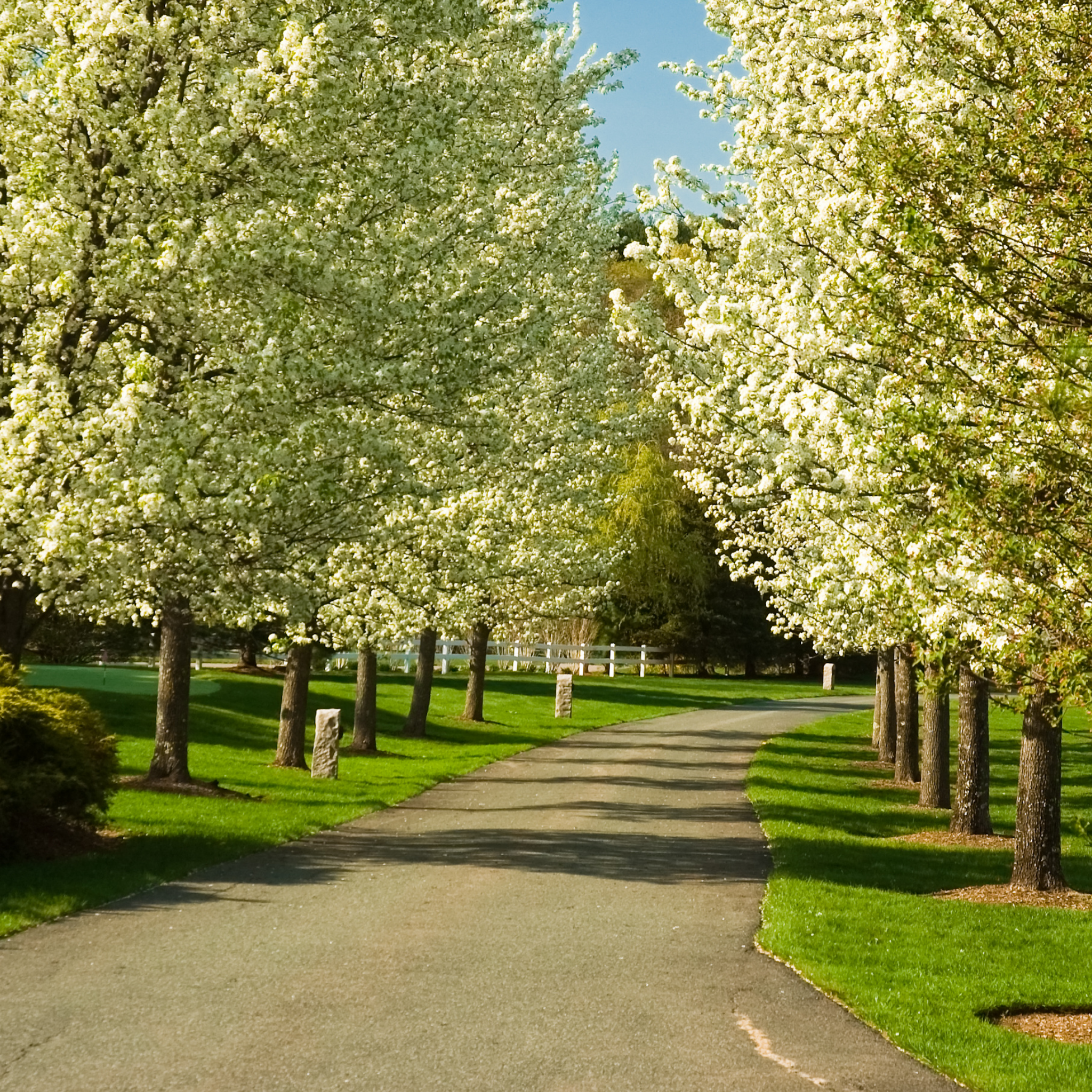 Ornamental Callery Pear Bradford - Pyrus calleryana Bradford