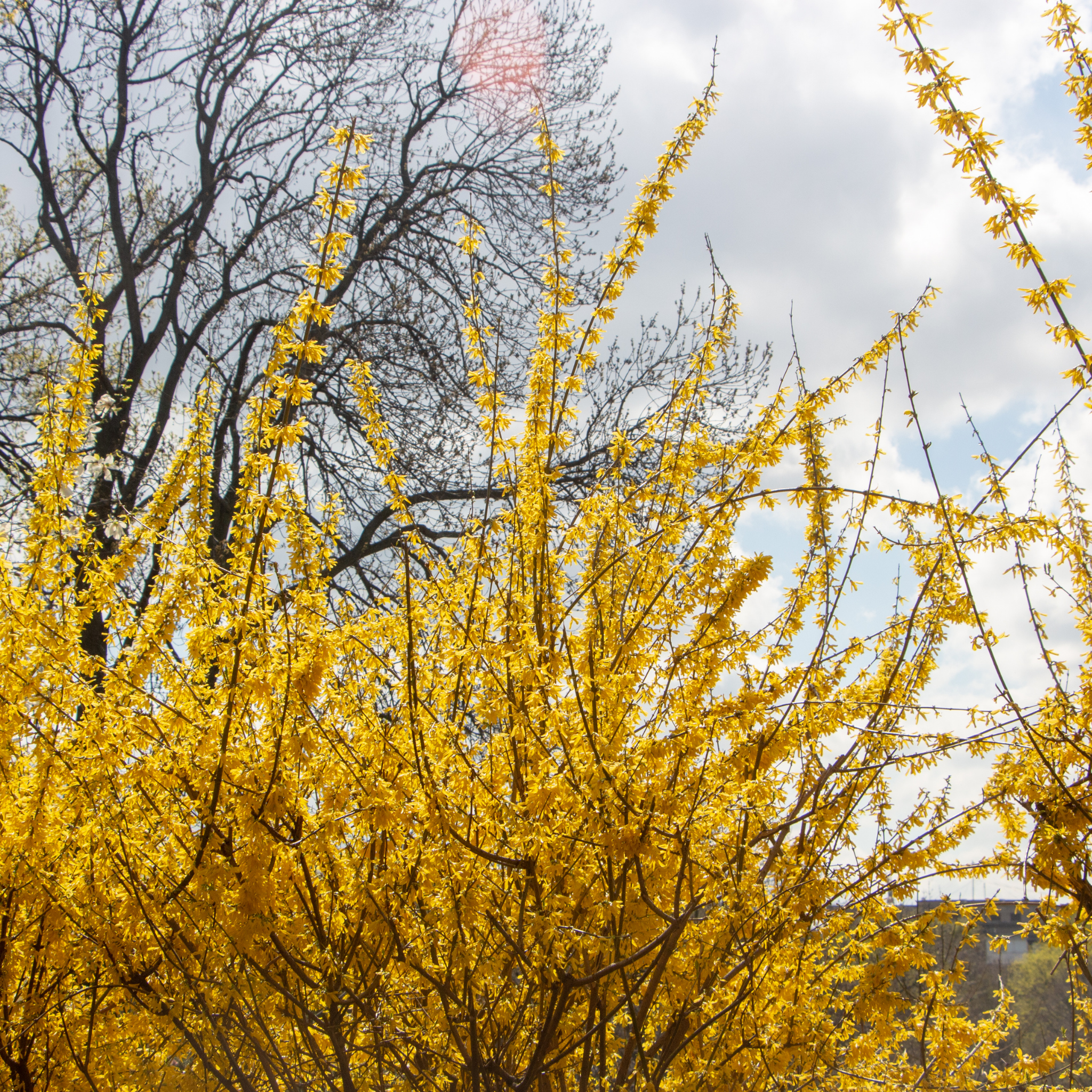 Border Forsythia - Forsythia intermedia Beatrix Farrand