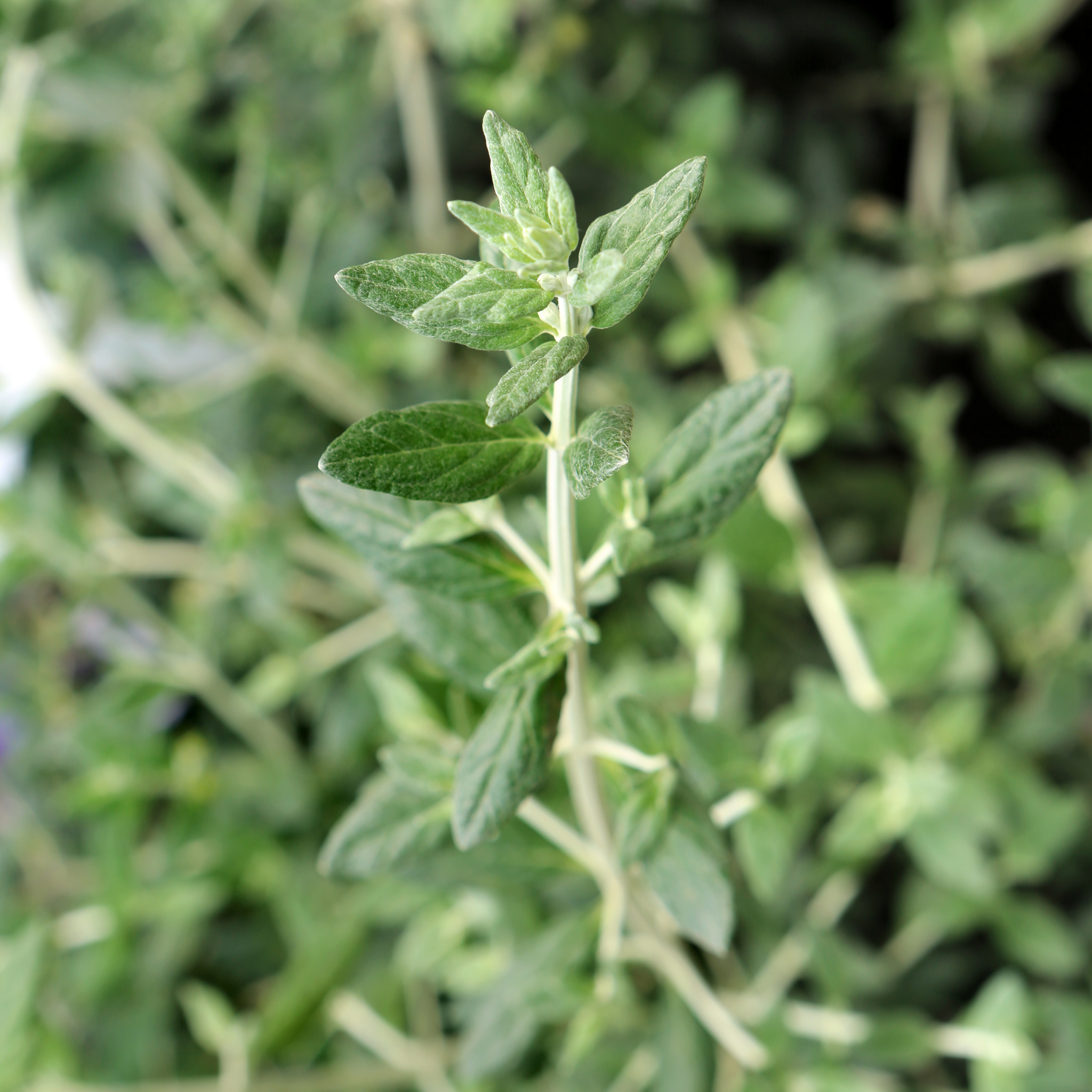Shrubby Germander - Teucrium fruticans
