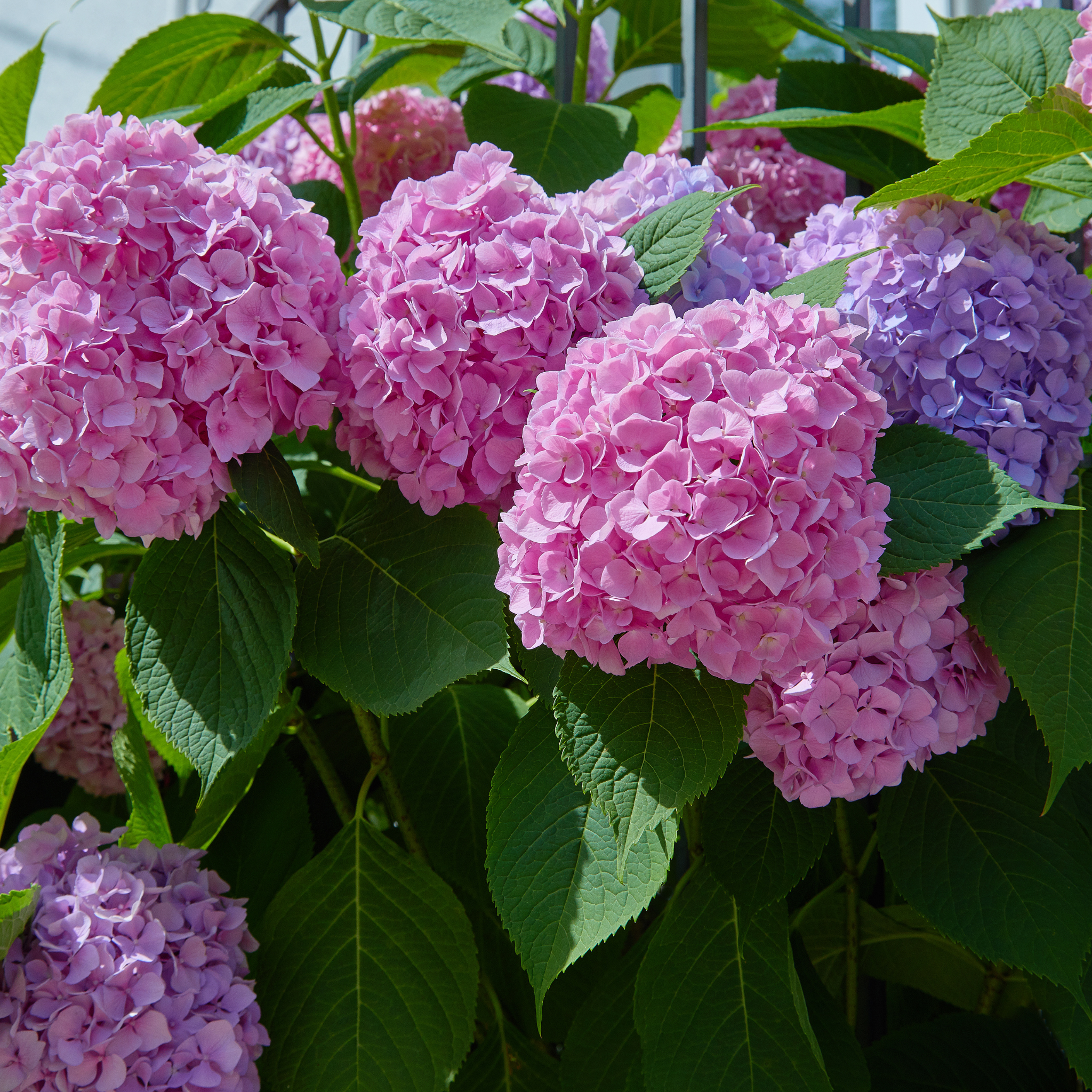 Big Leaf Hydrangea - Hydrangea macrophylla