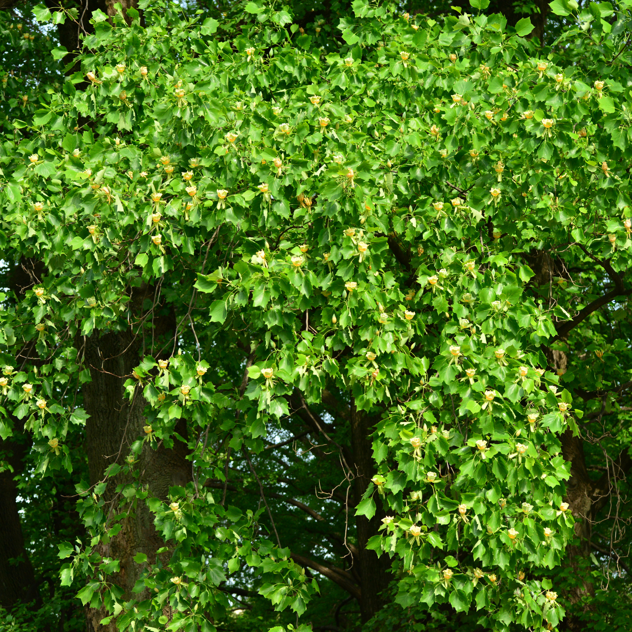 Tulip Tree - Liriodendron tulipifera