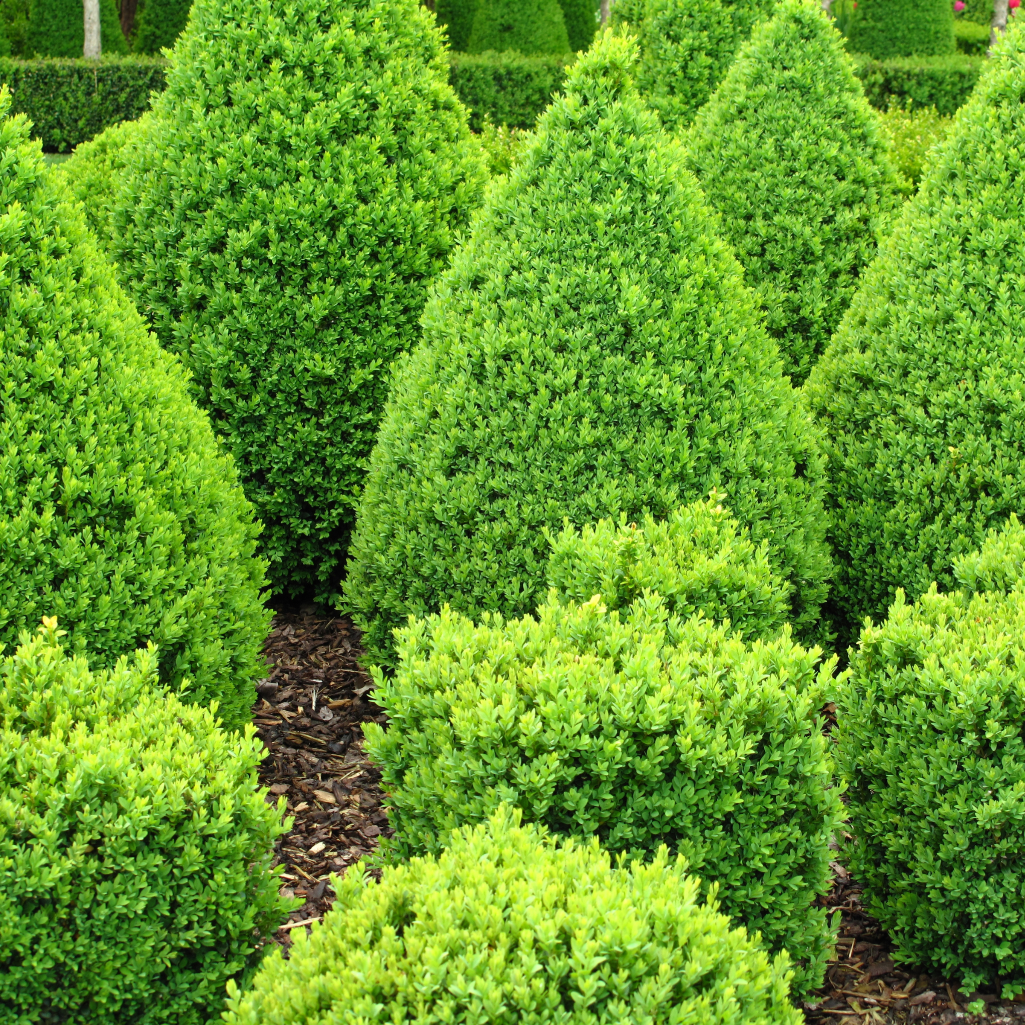 Neatly trimmed green shrubs in a garden setting