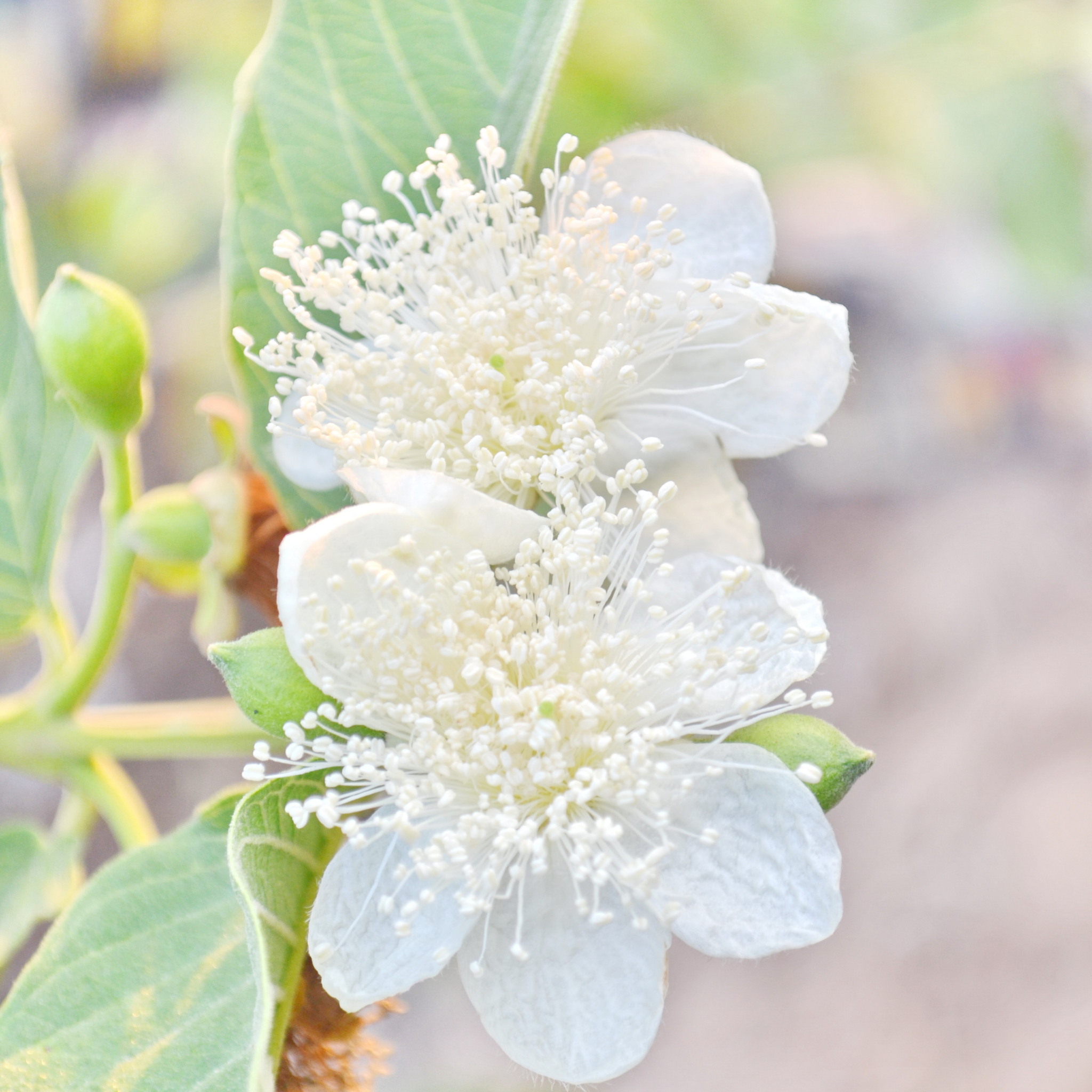 Red Strawberry Guava Tree - Psidium cattleianum Red