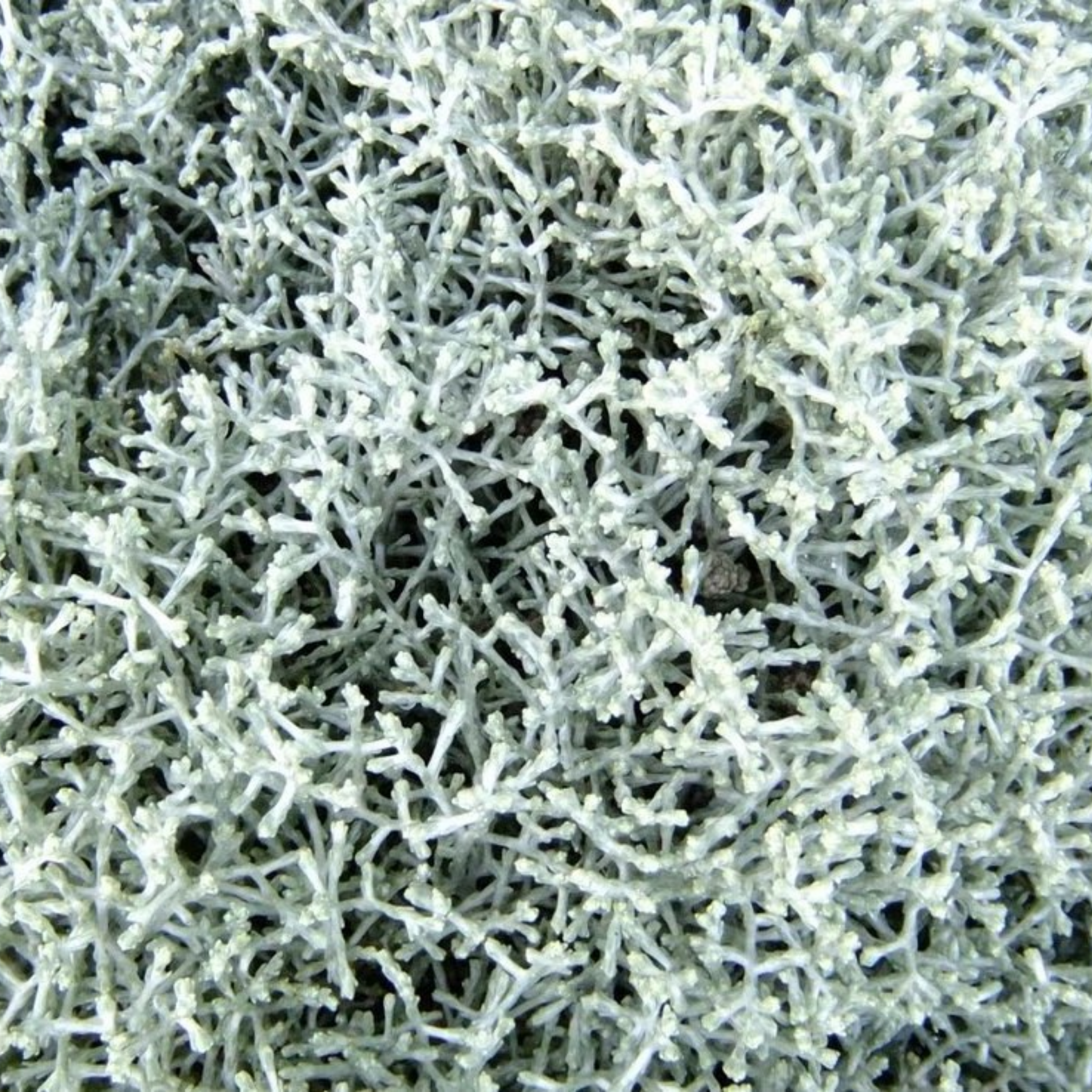 Cushion Bush Sliver Nugget - Leucophyta brownii Silver Nugget